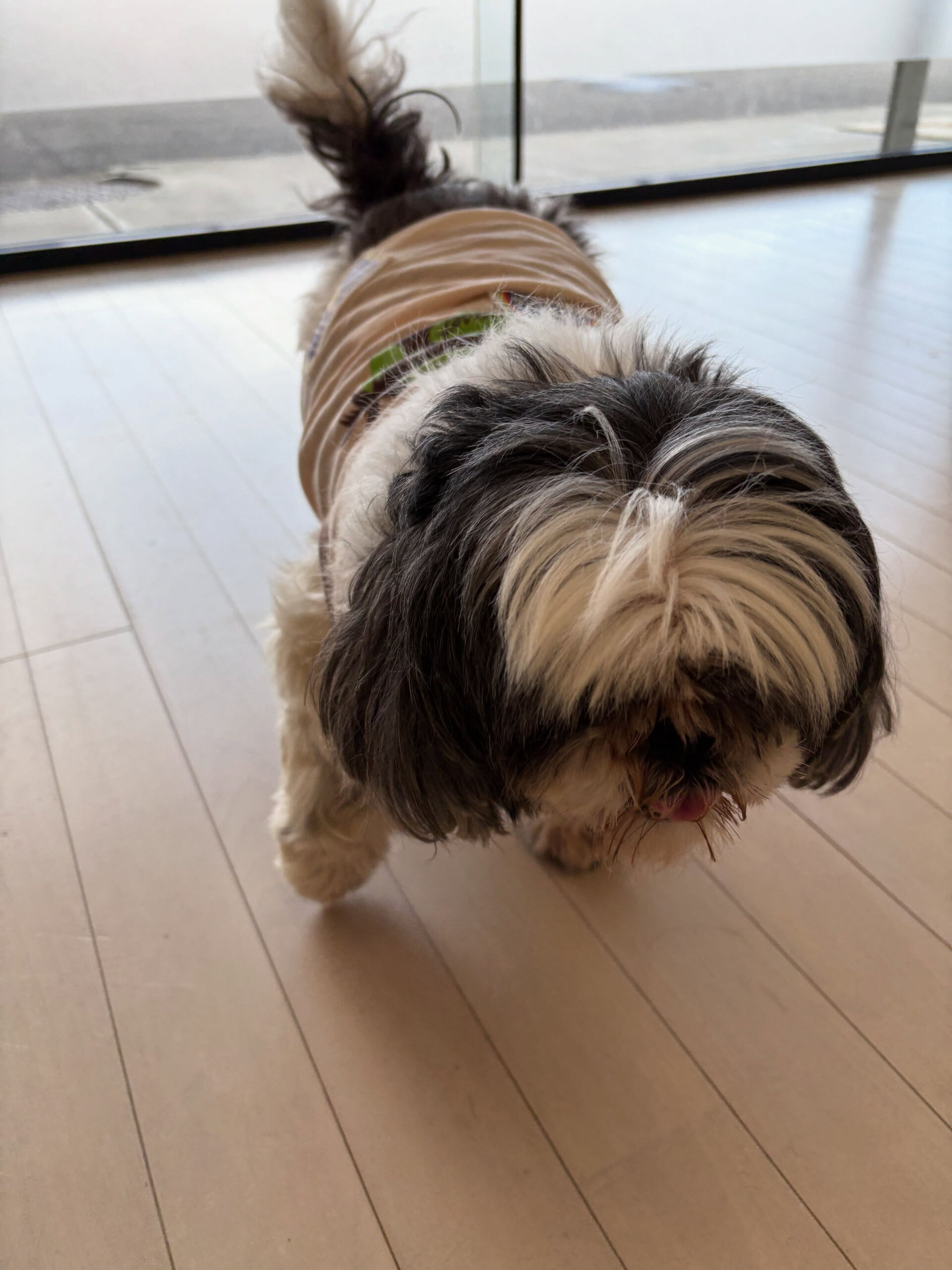 シーズーの小春ちゃん