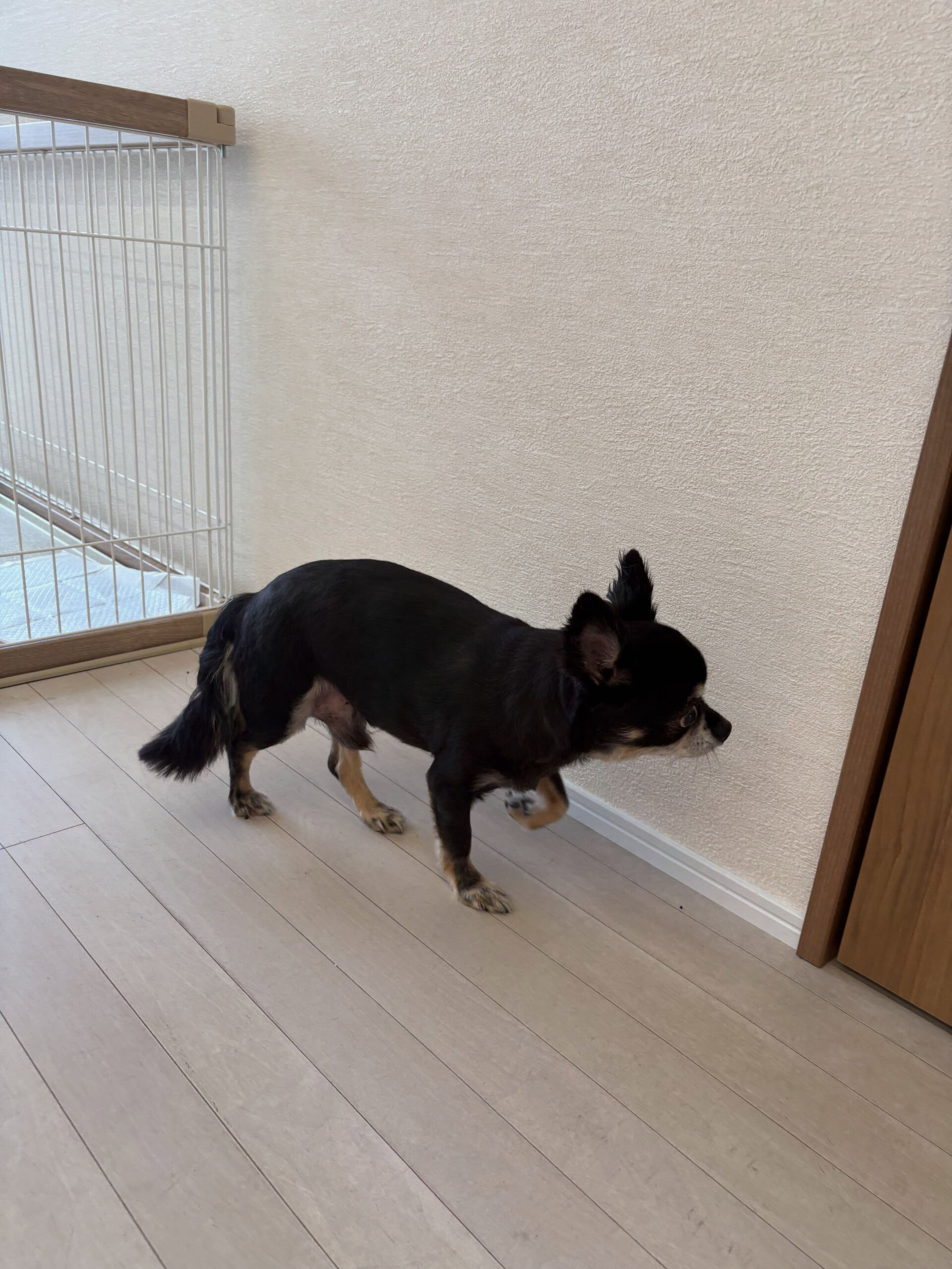 チワワの空くん