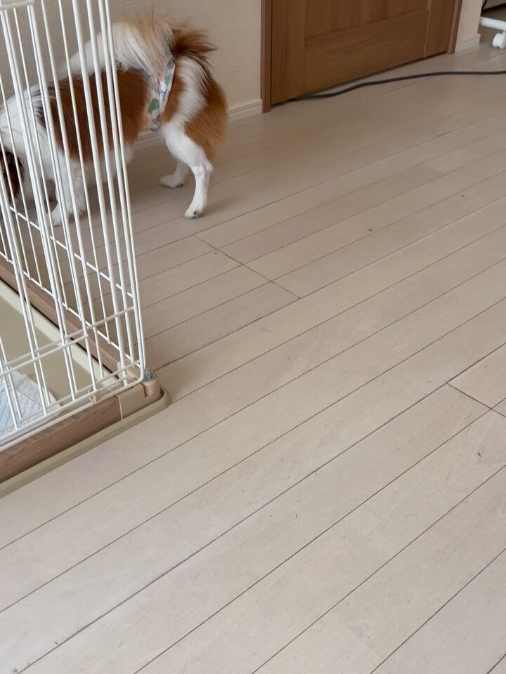 パピヨンのぷりん君