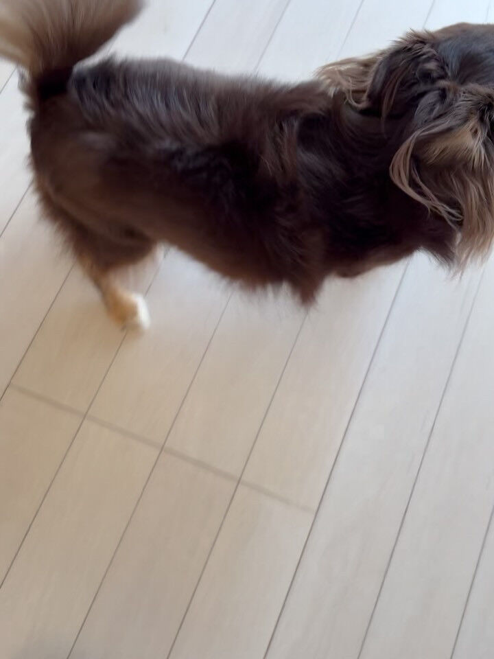 チワワのラヴィちゃん