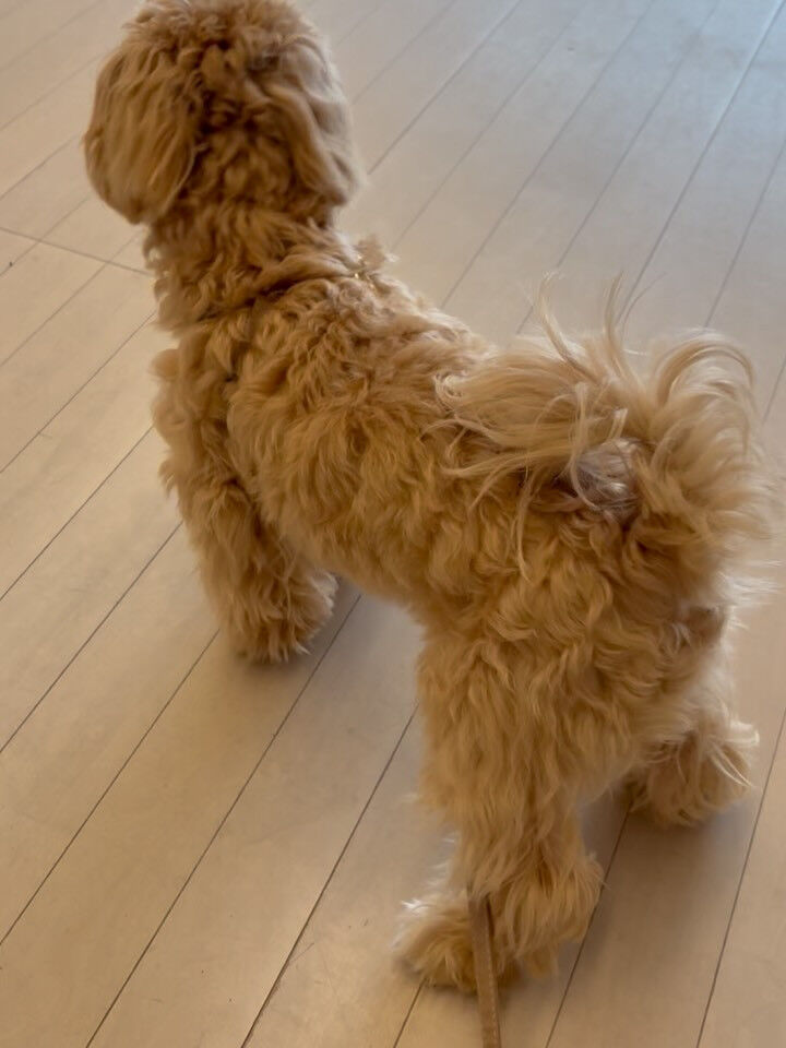 ミックスのラテ君