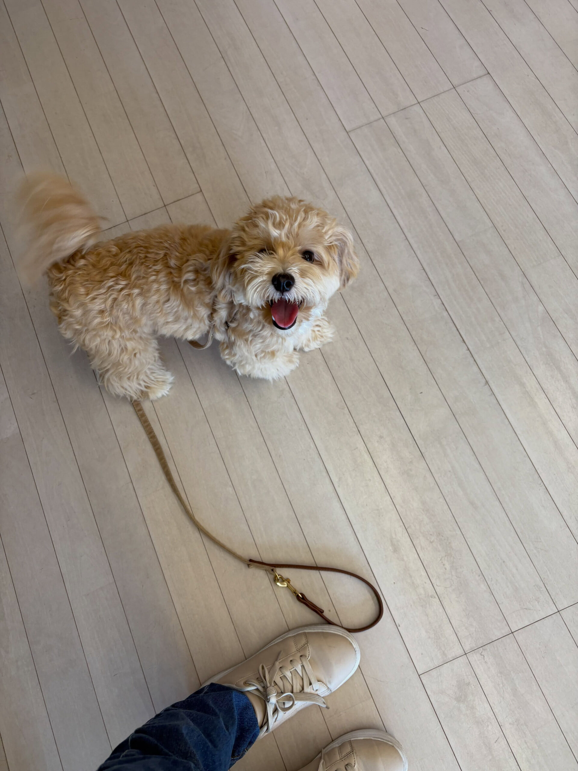 ミックスのラテ君