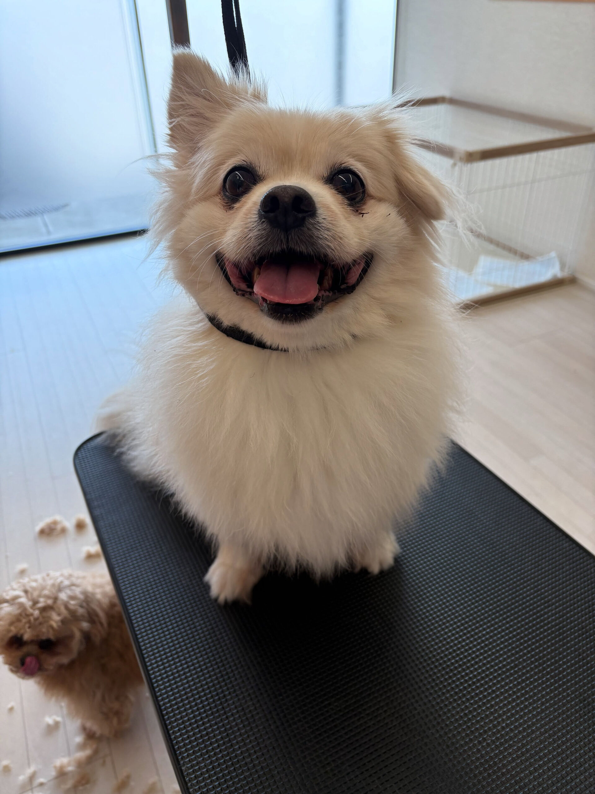 ミックスのププちゃん、ディディ君