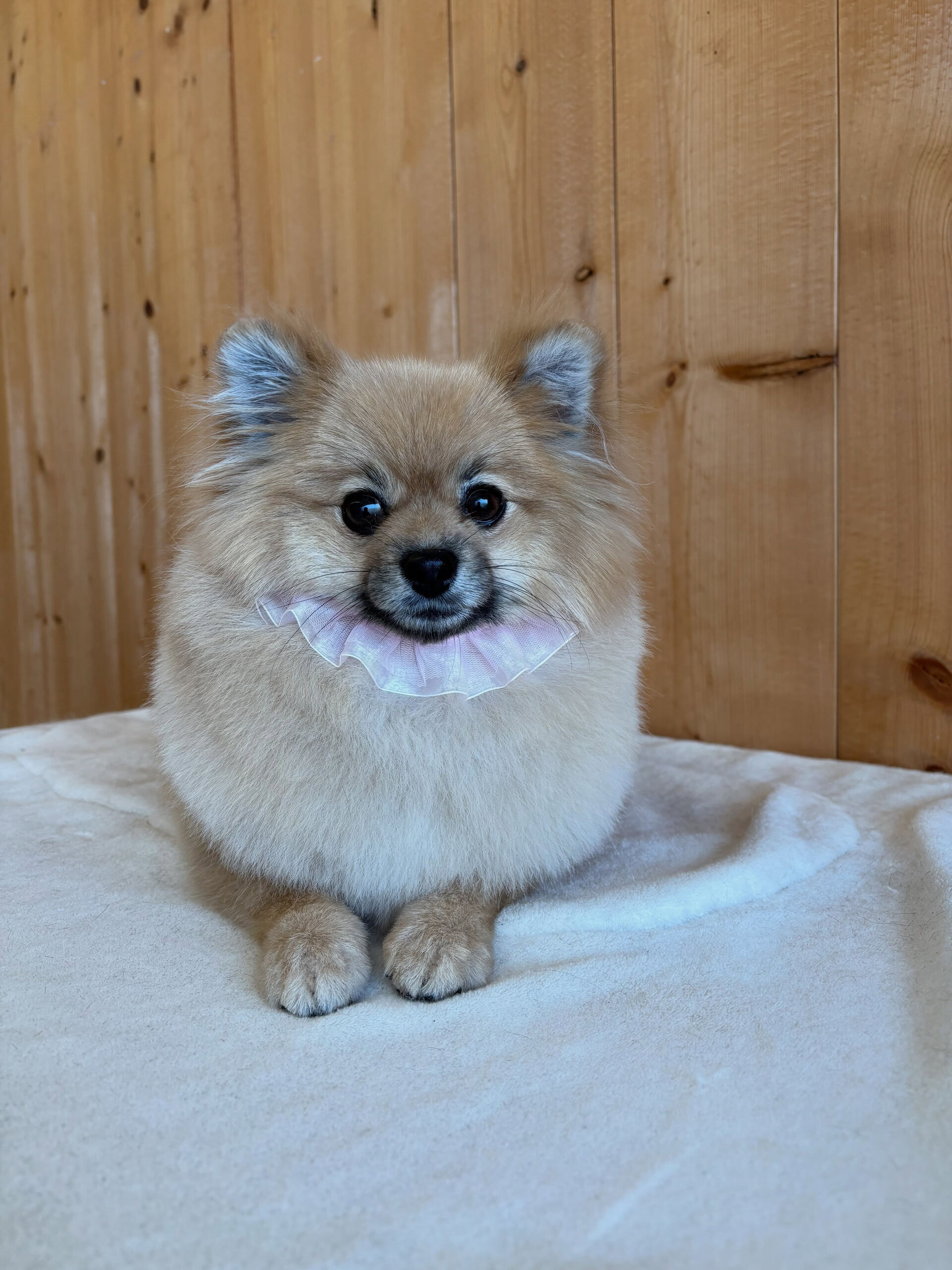 ポメラニアンのすずちゃん