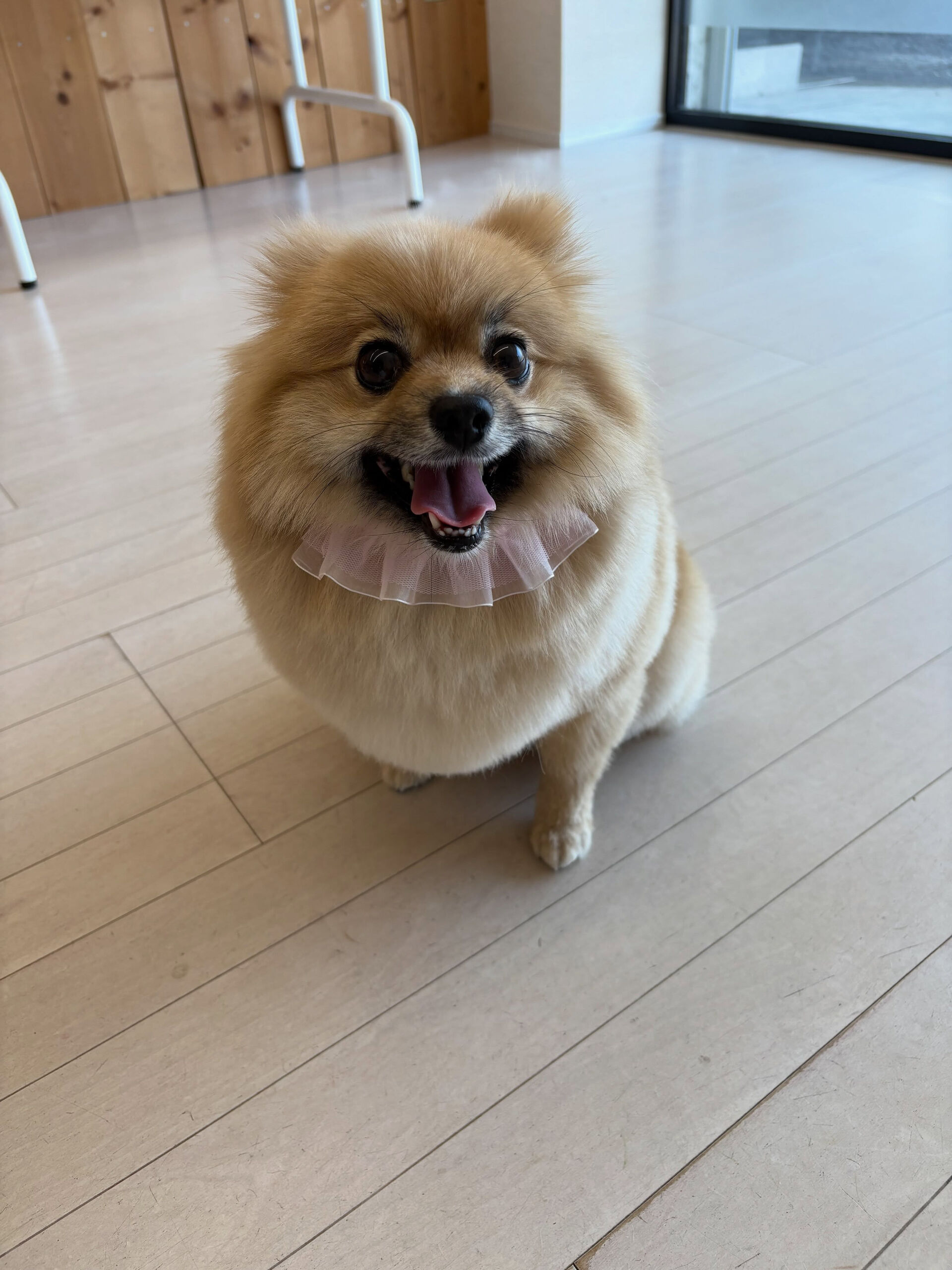 ポメラニアンのすずちゃん