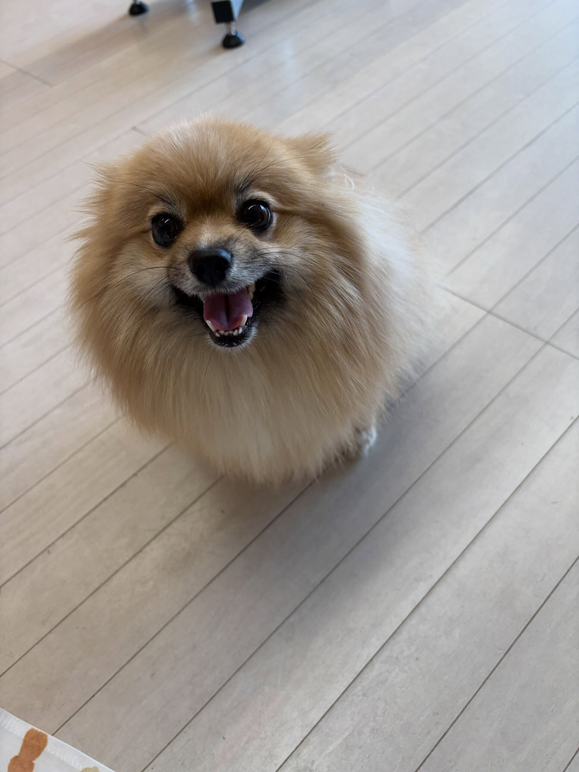 ポメラニアンのすずちゃん