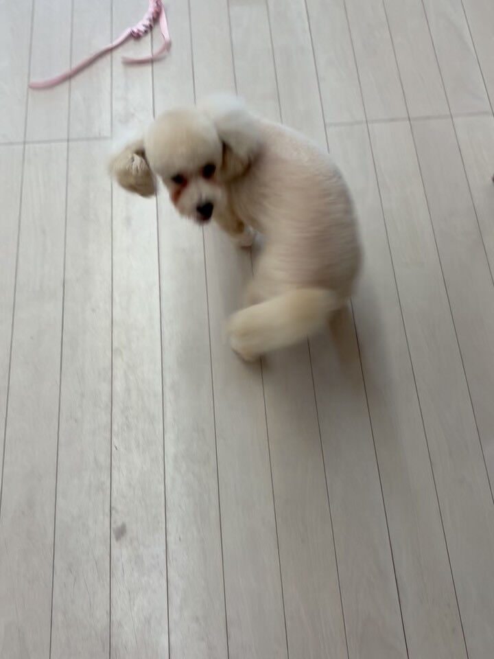 プードルのくるみちゃん