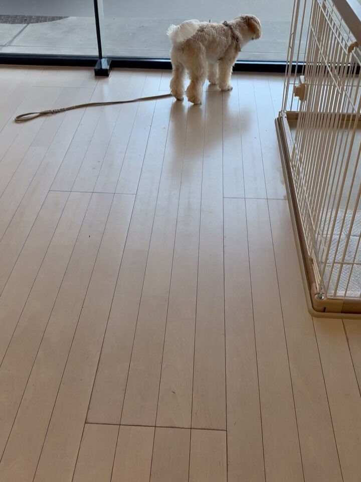 ミックスのベア君