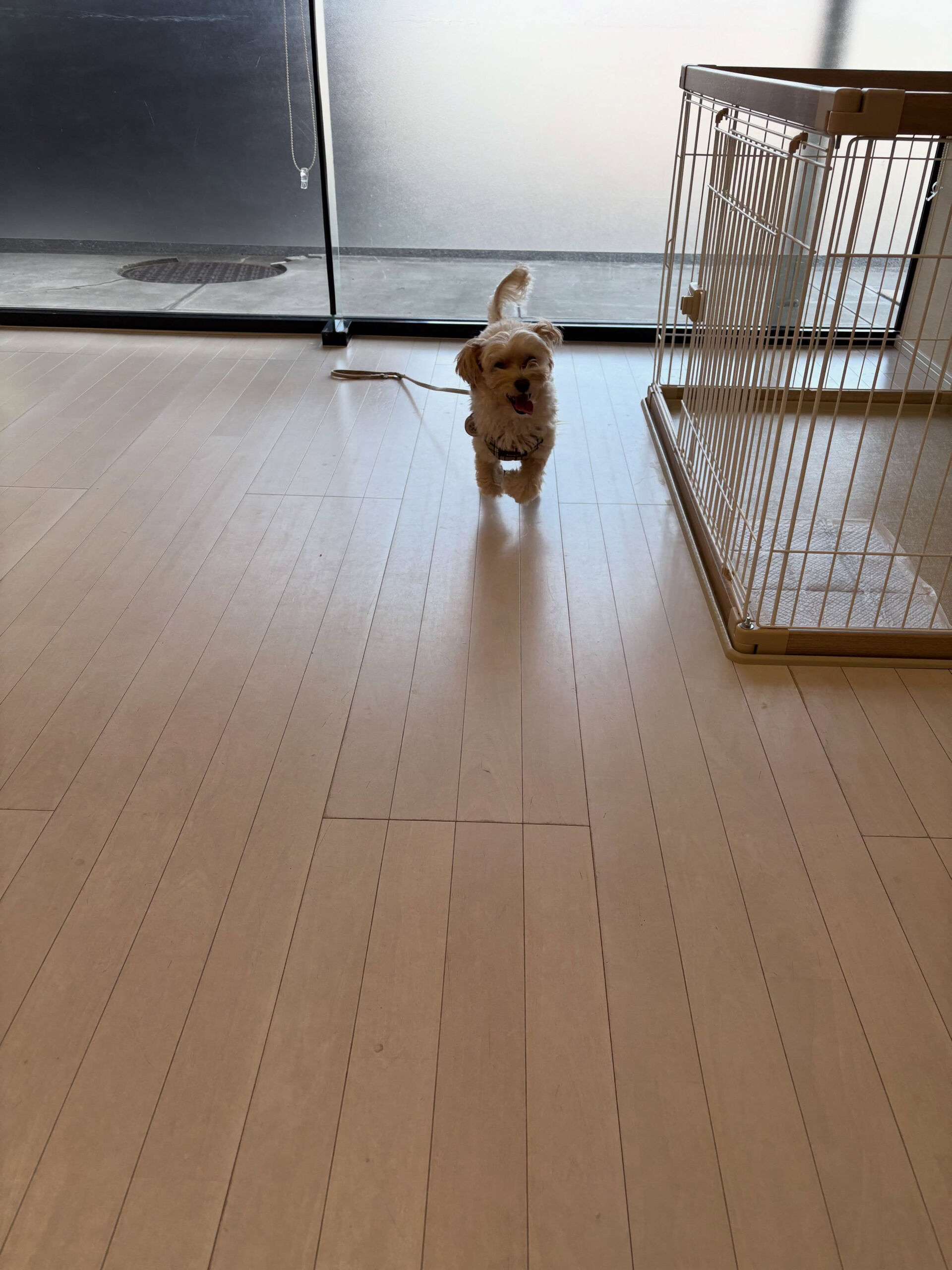 ミックスのベア君