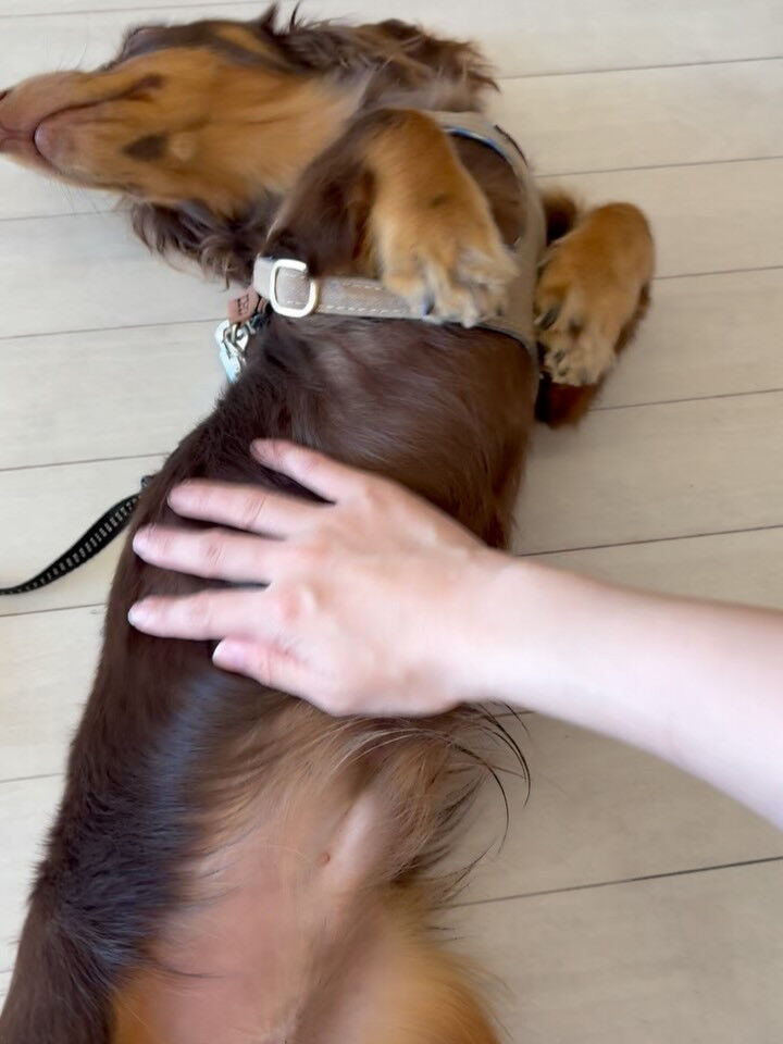 ダックスのはる君