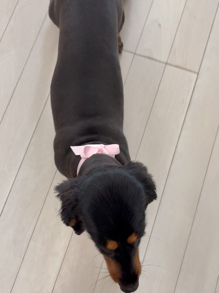 ダックスのにこちゃん
