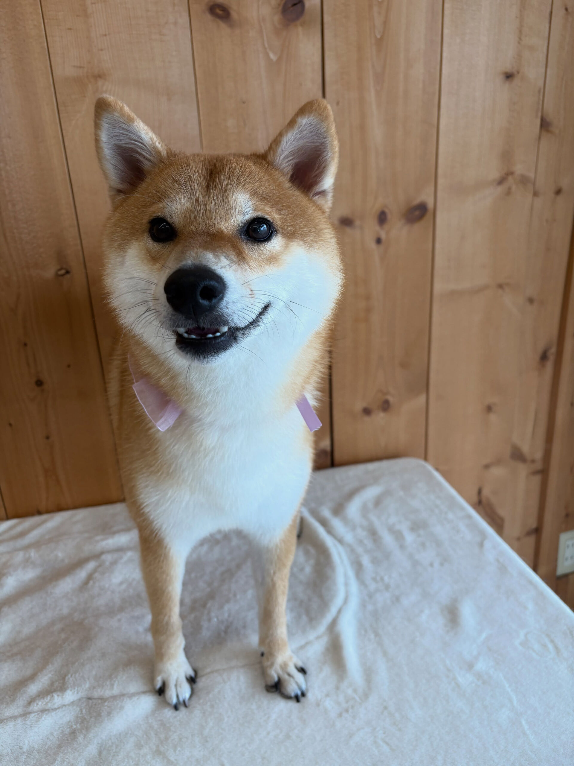 柴犬のこむぎちゃん
