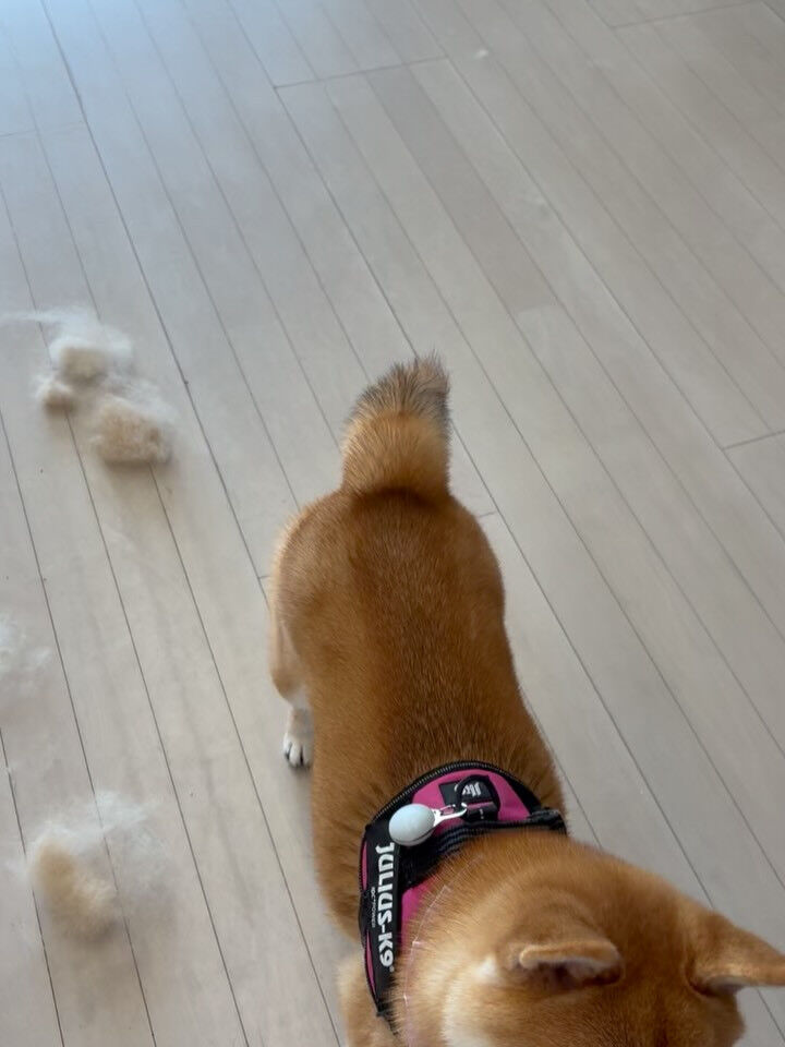 柴犬のこむぎちゃん