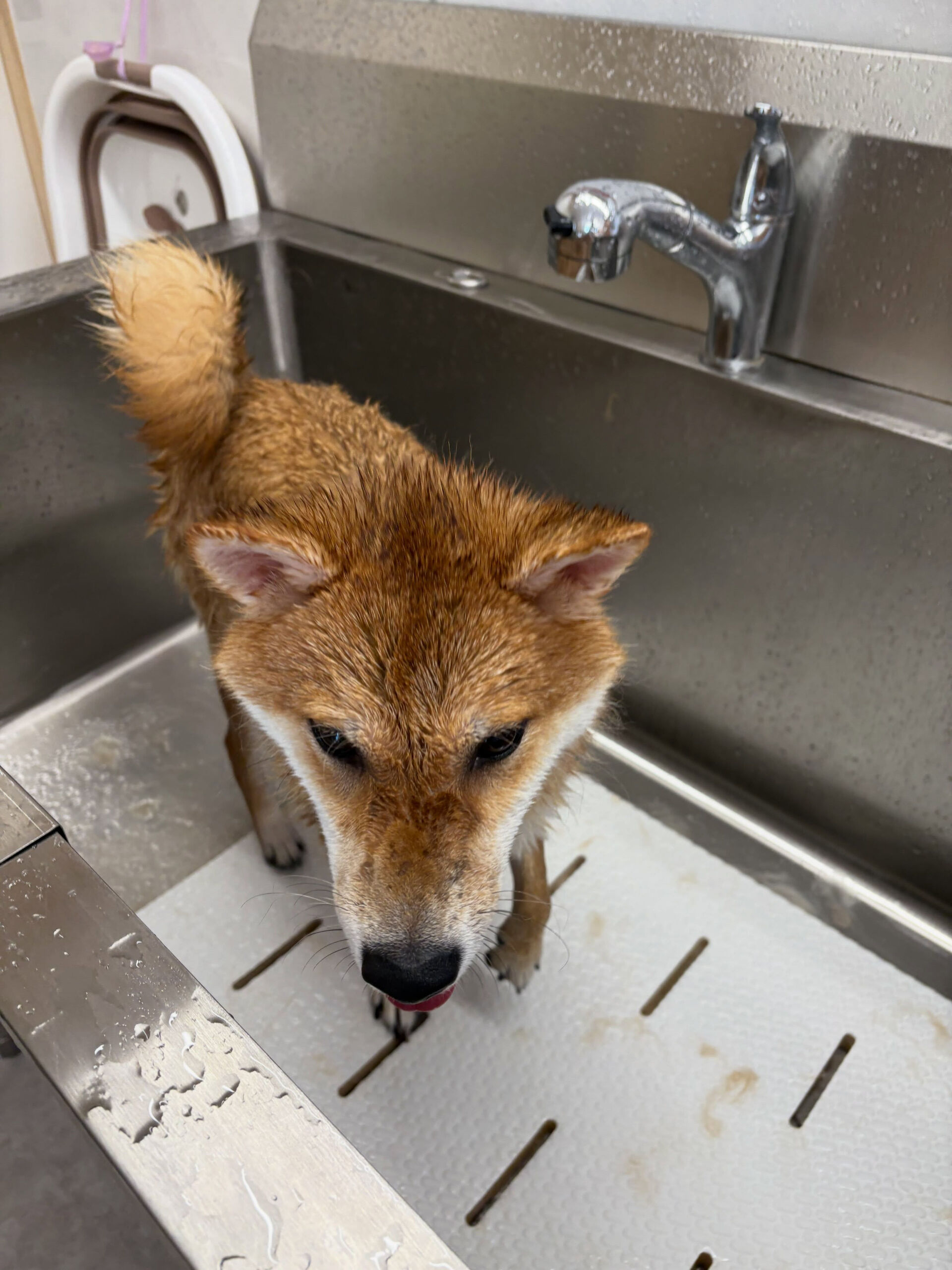 柴犬のこむぎちゃん