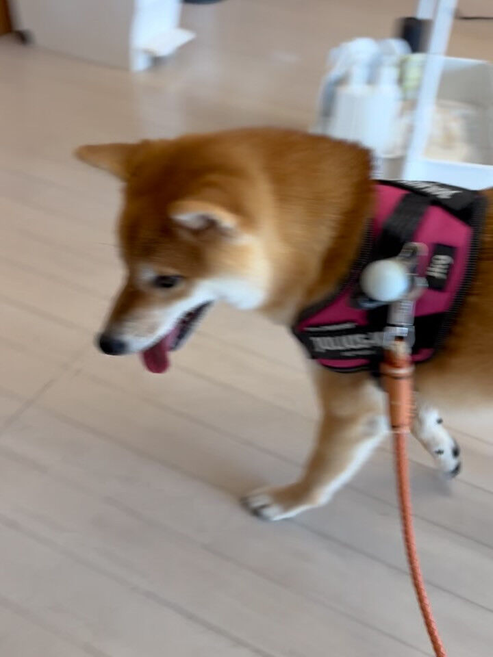 柴犬のこむぎちゃん