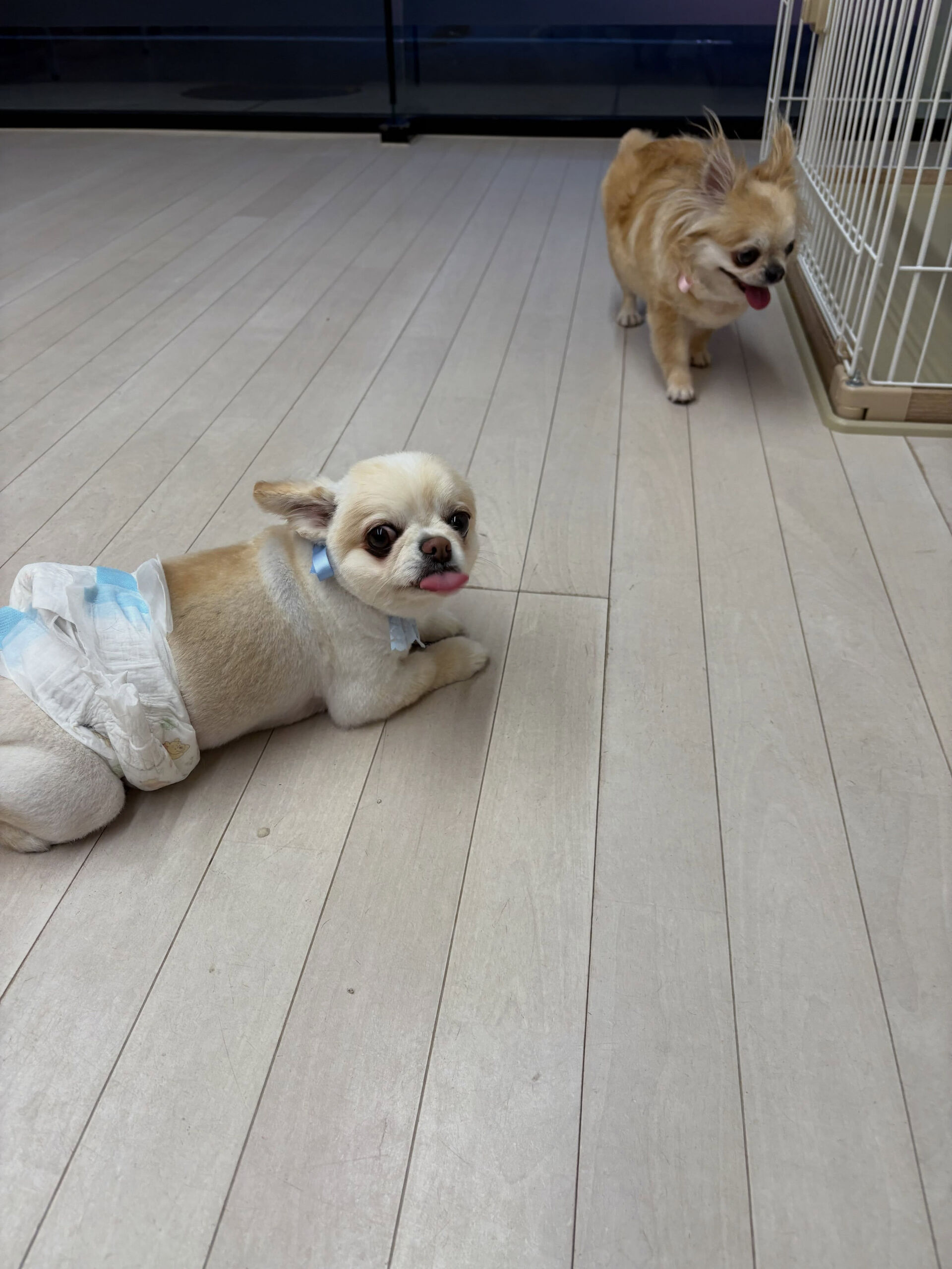 チワワのるうちゃん、りい君