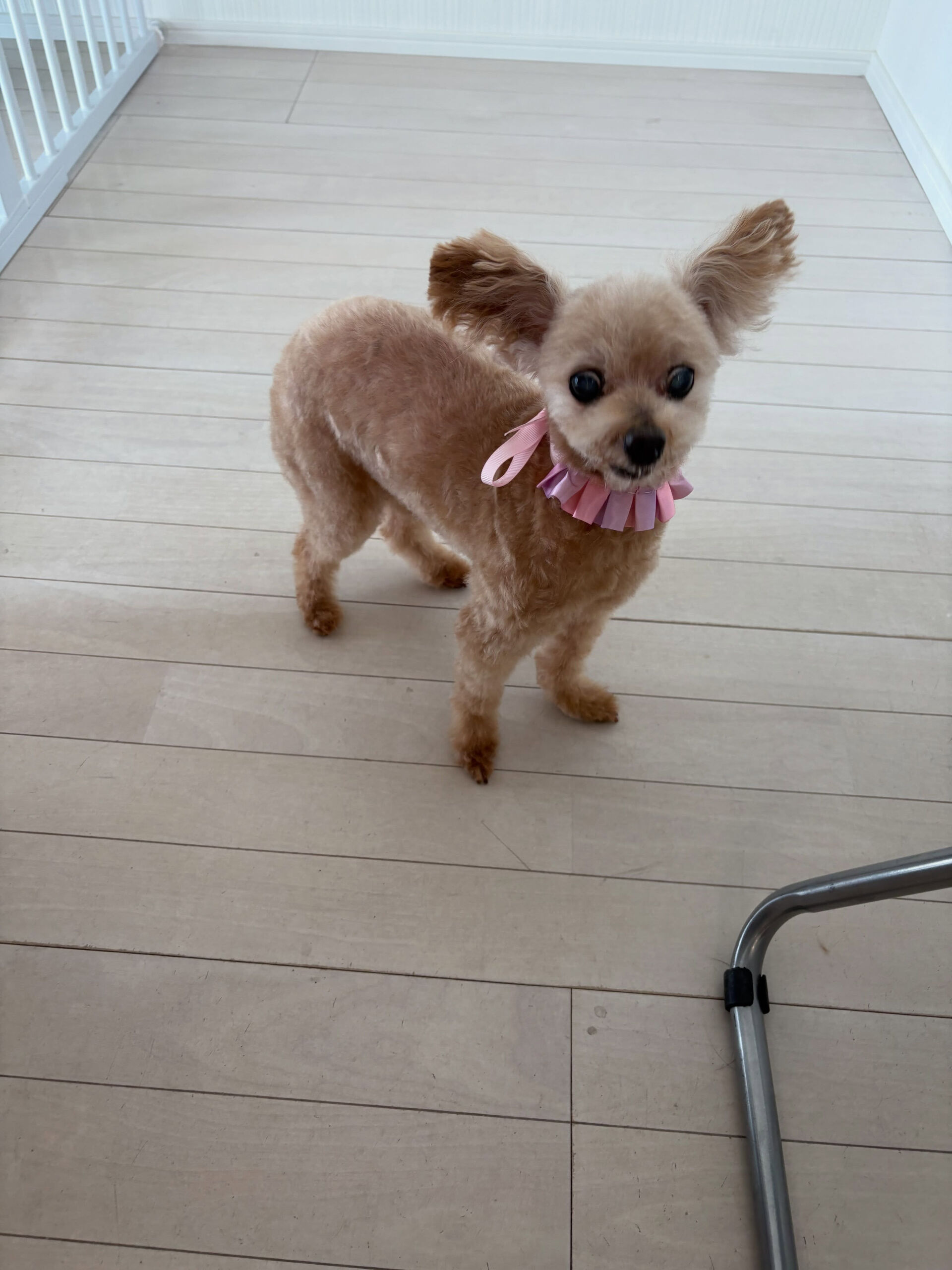 プードルのジュリちゃん