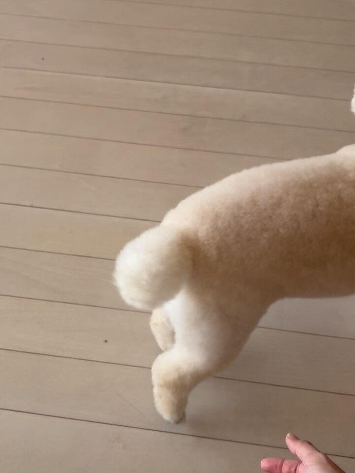 プードルのリペズ君