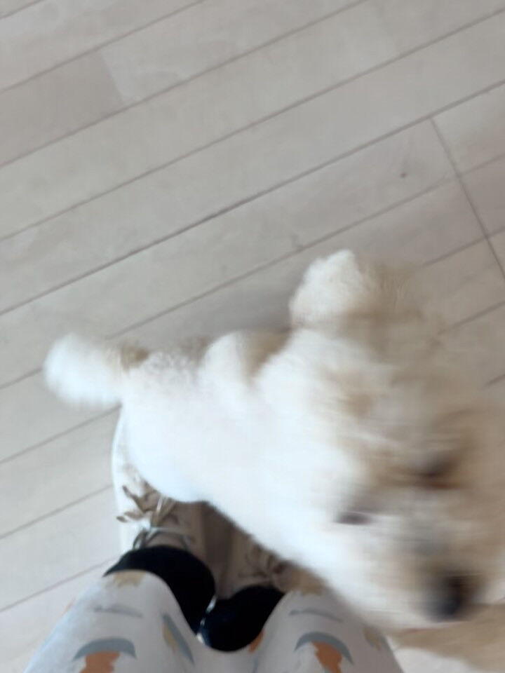 プードルのリペズ君