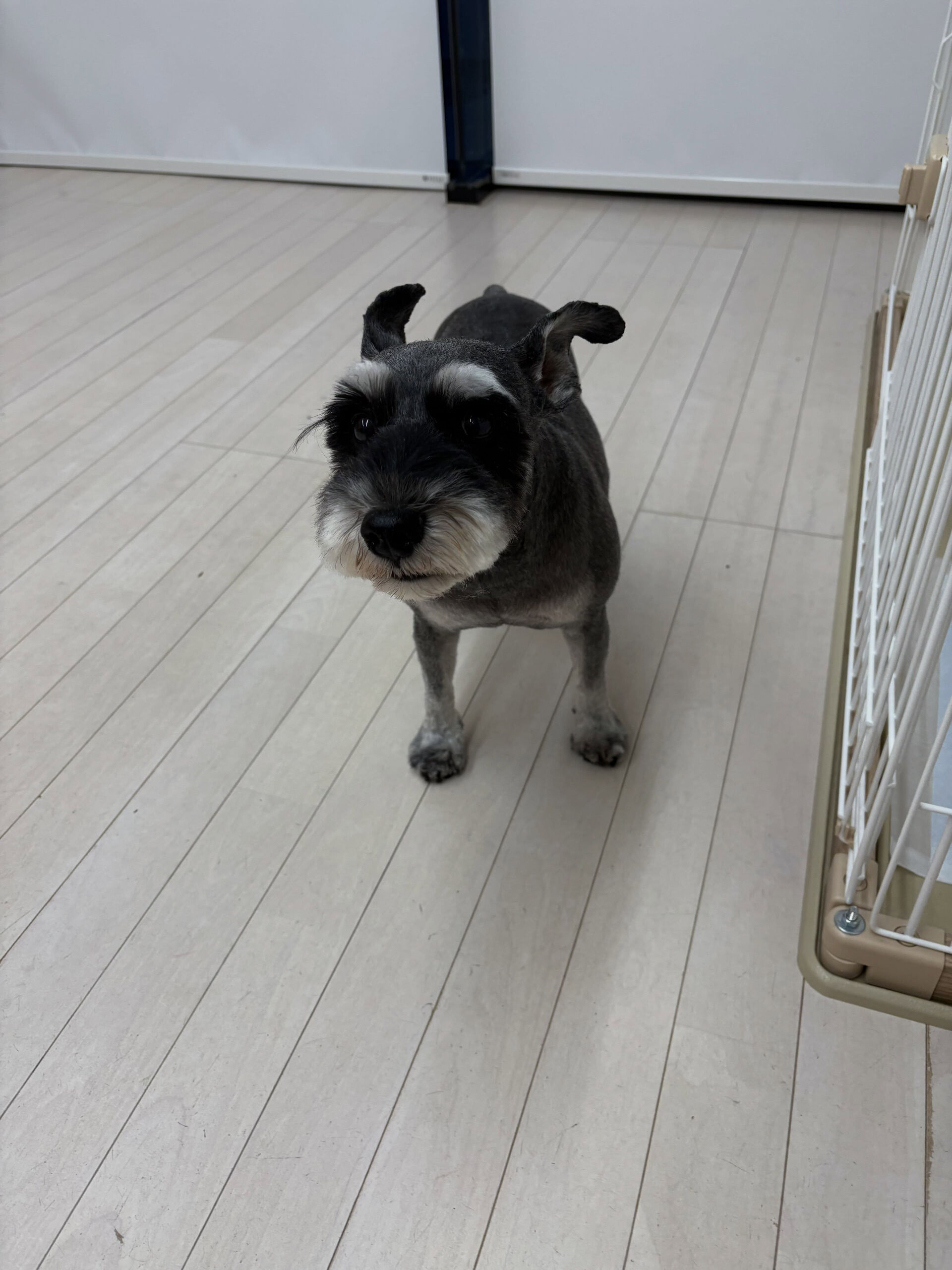 シュナウザーのマロ君