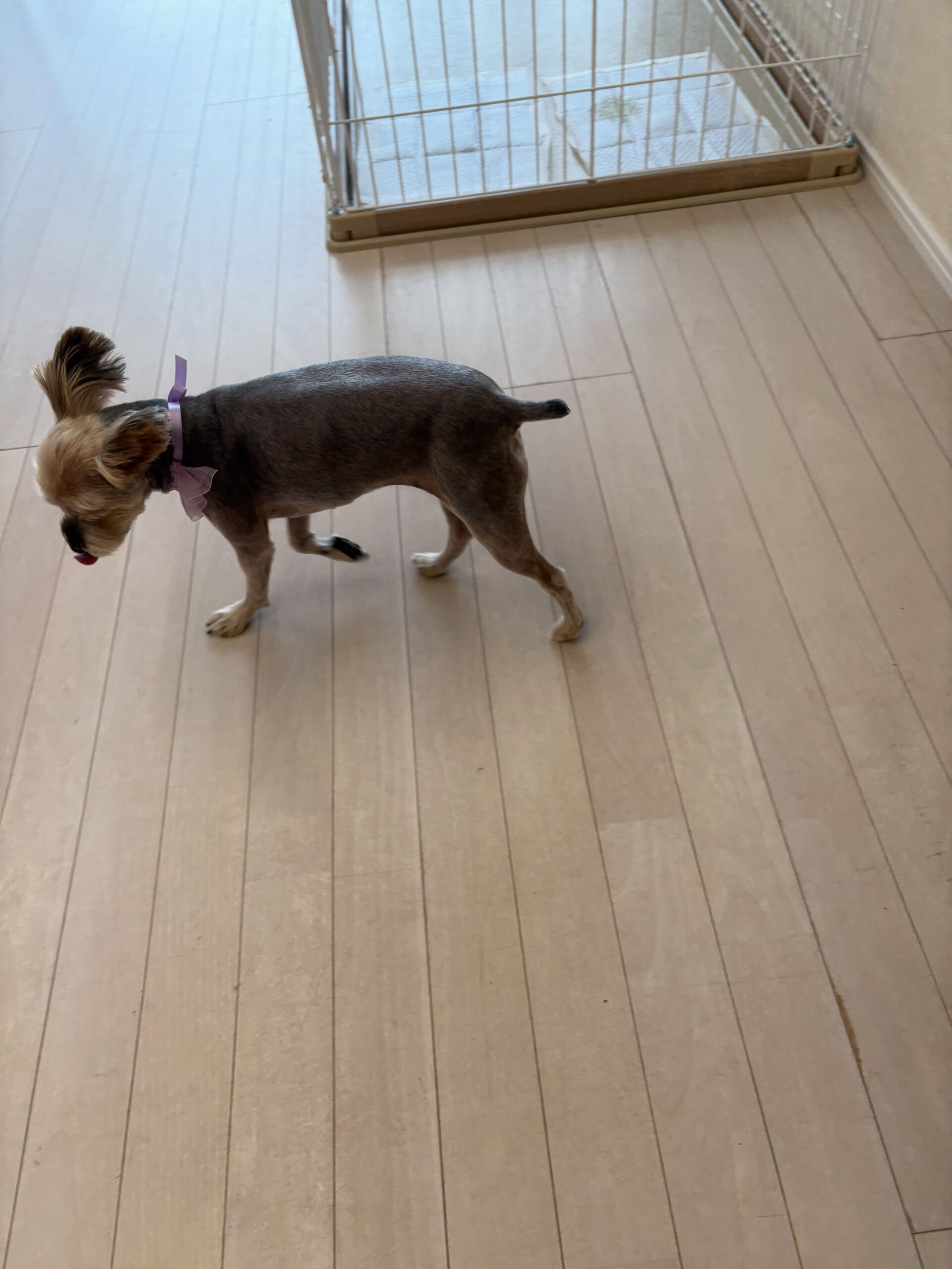 ヨークシャテリアのミューズちゃん