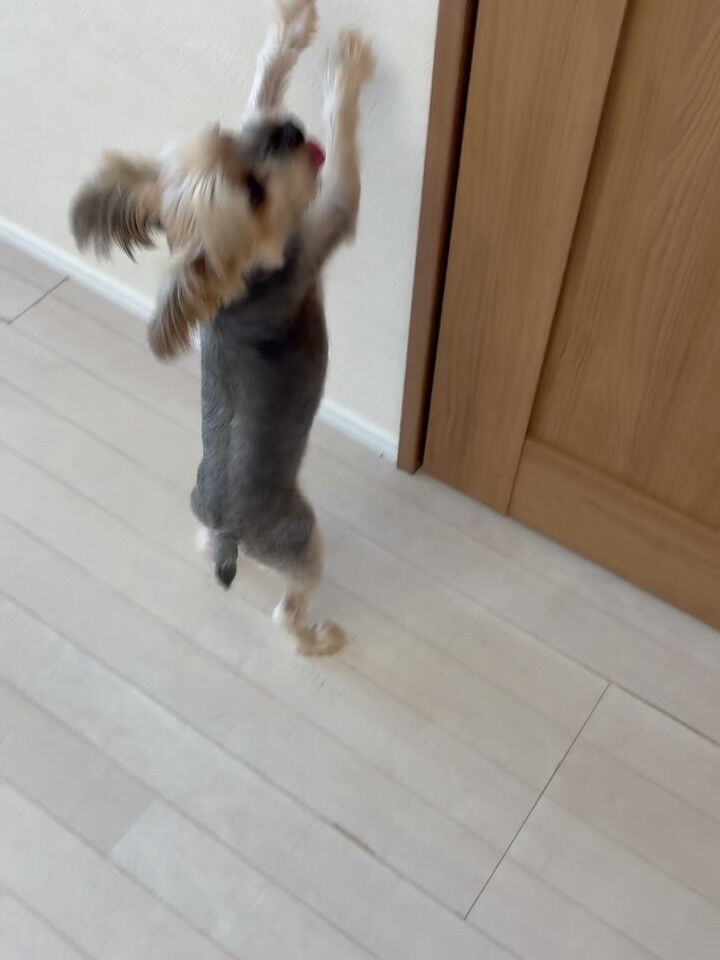 ヨークシャテリアのミューズちゃん