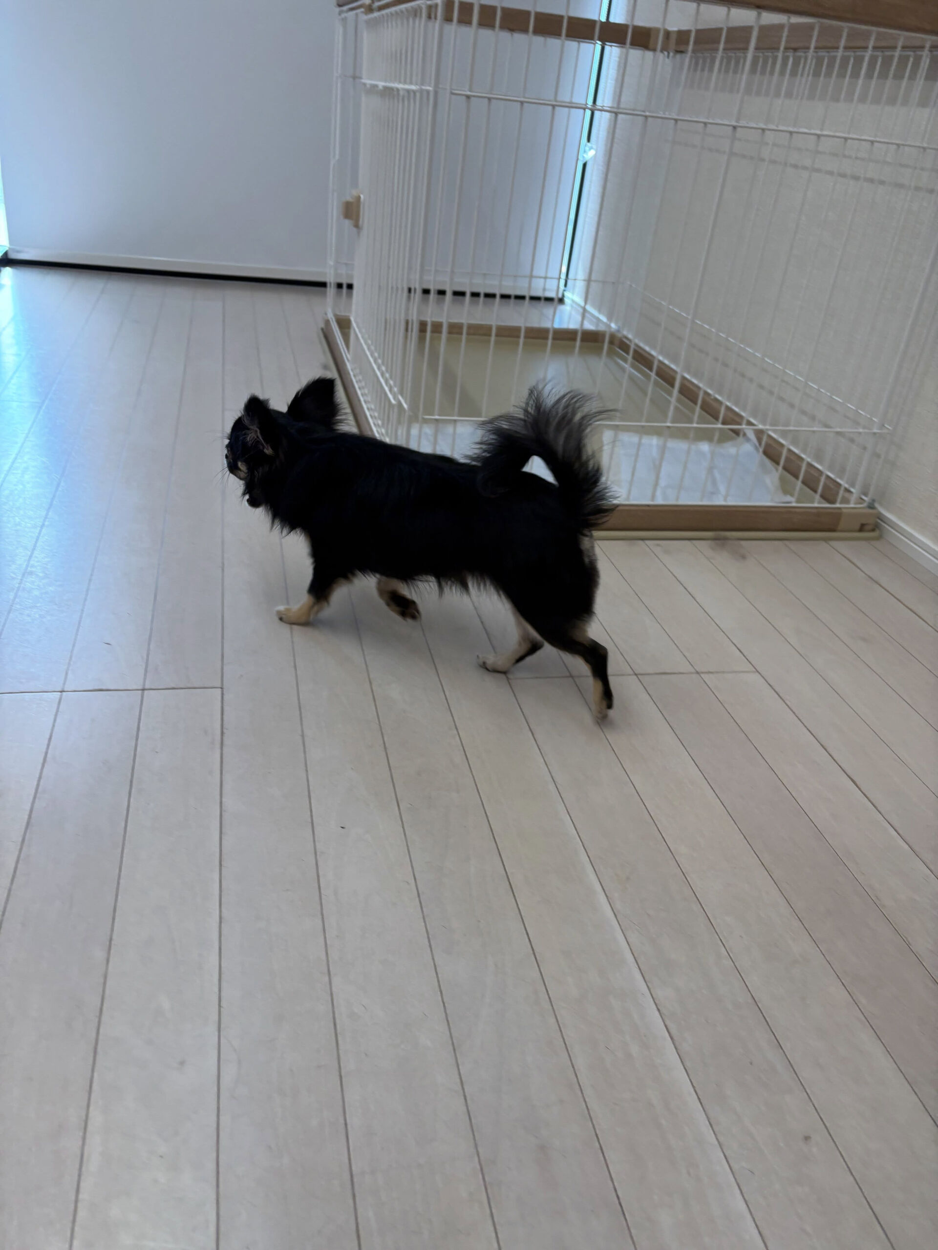 チワワのりんちゃん
