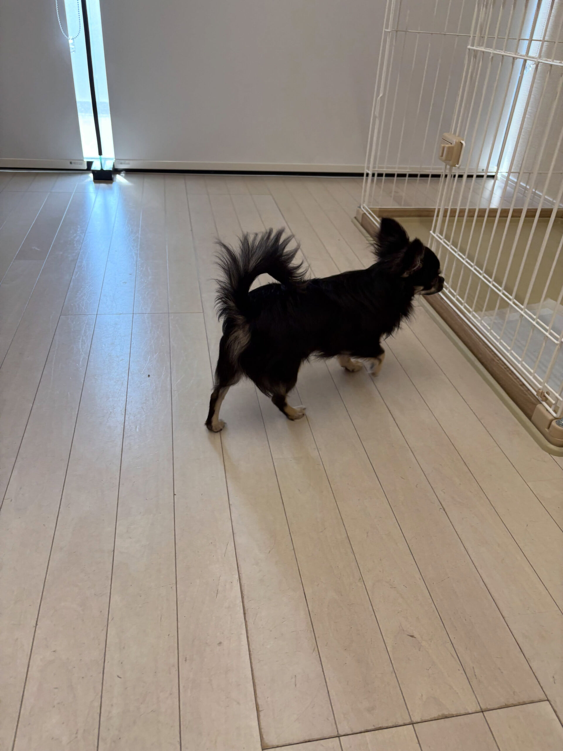 チワワのりんちゃん