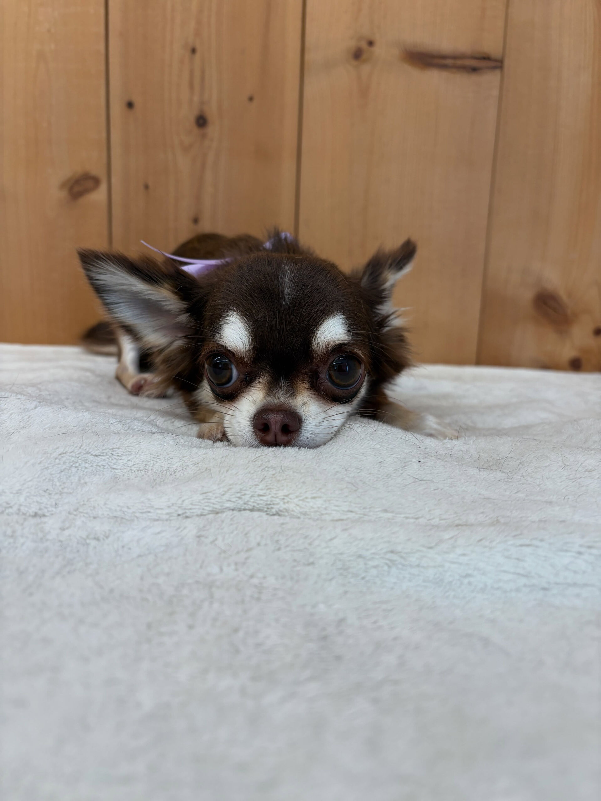 チワワのユノちゃん