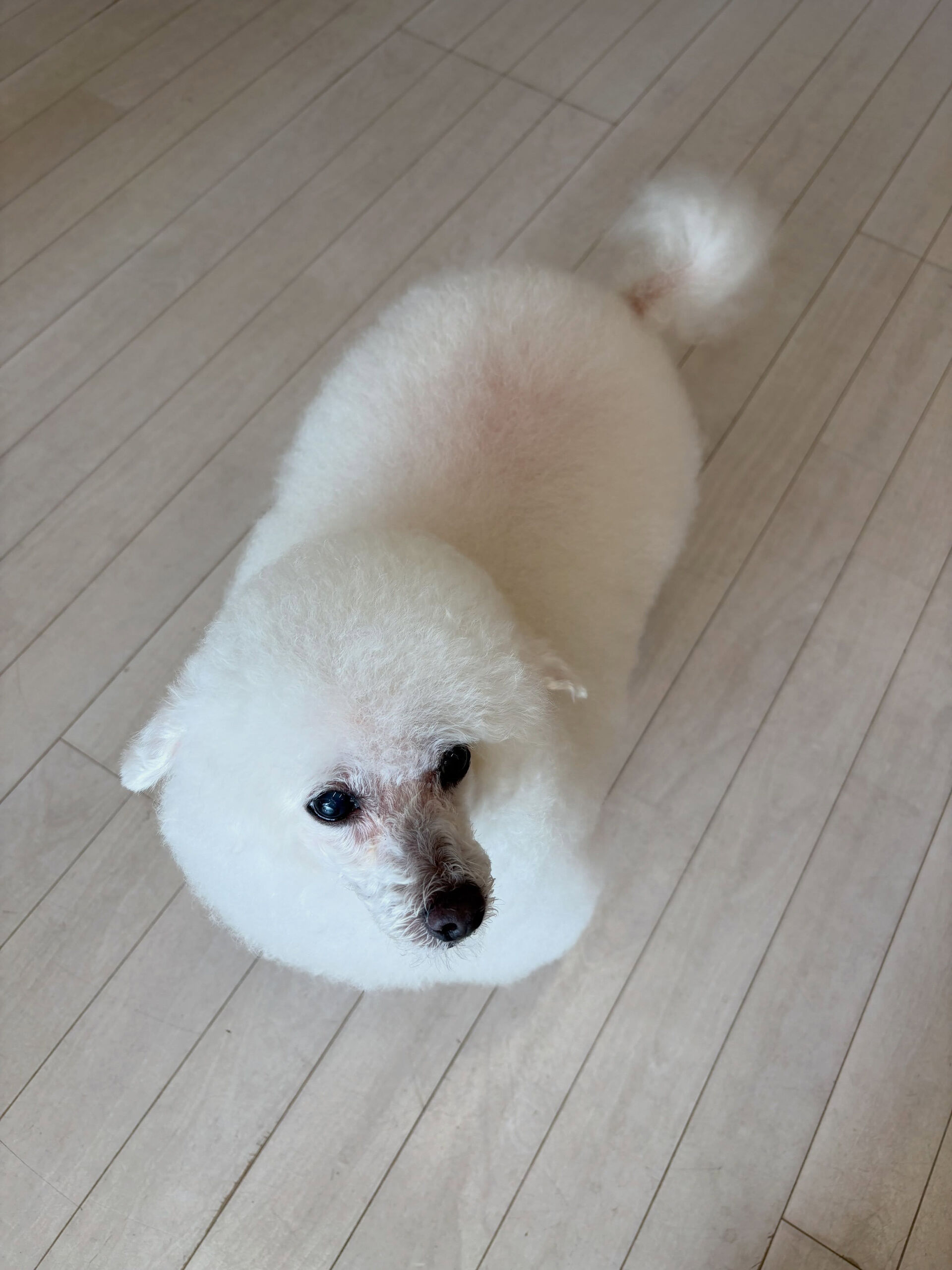 プードルのヴィーナスちゃん