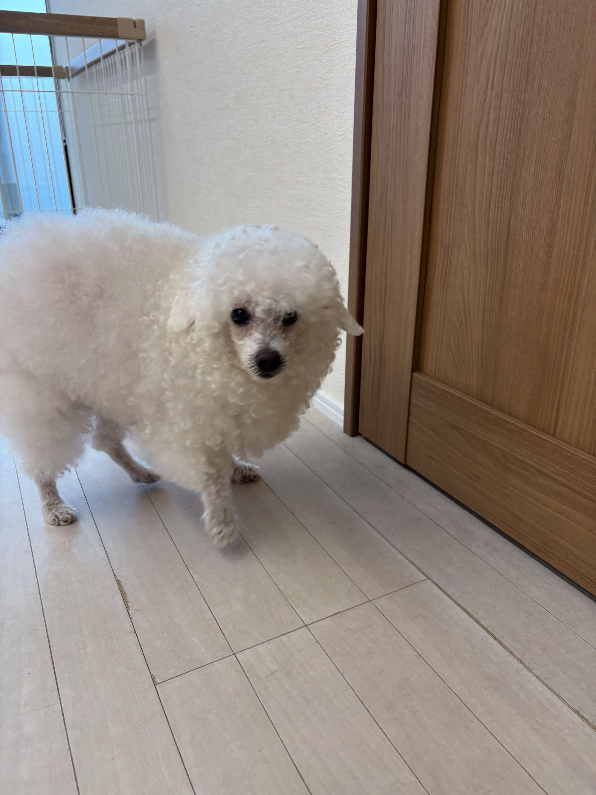 プードルのヴィーナスちゃん