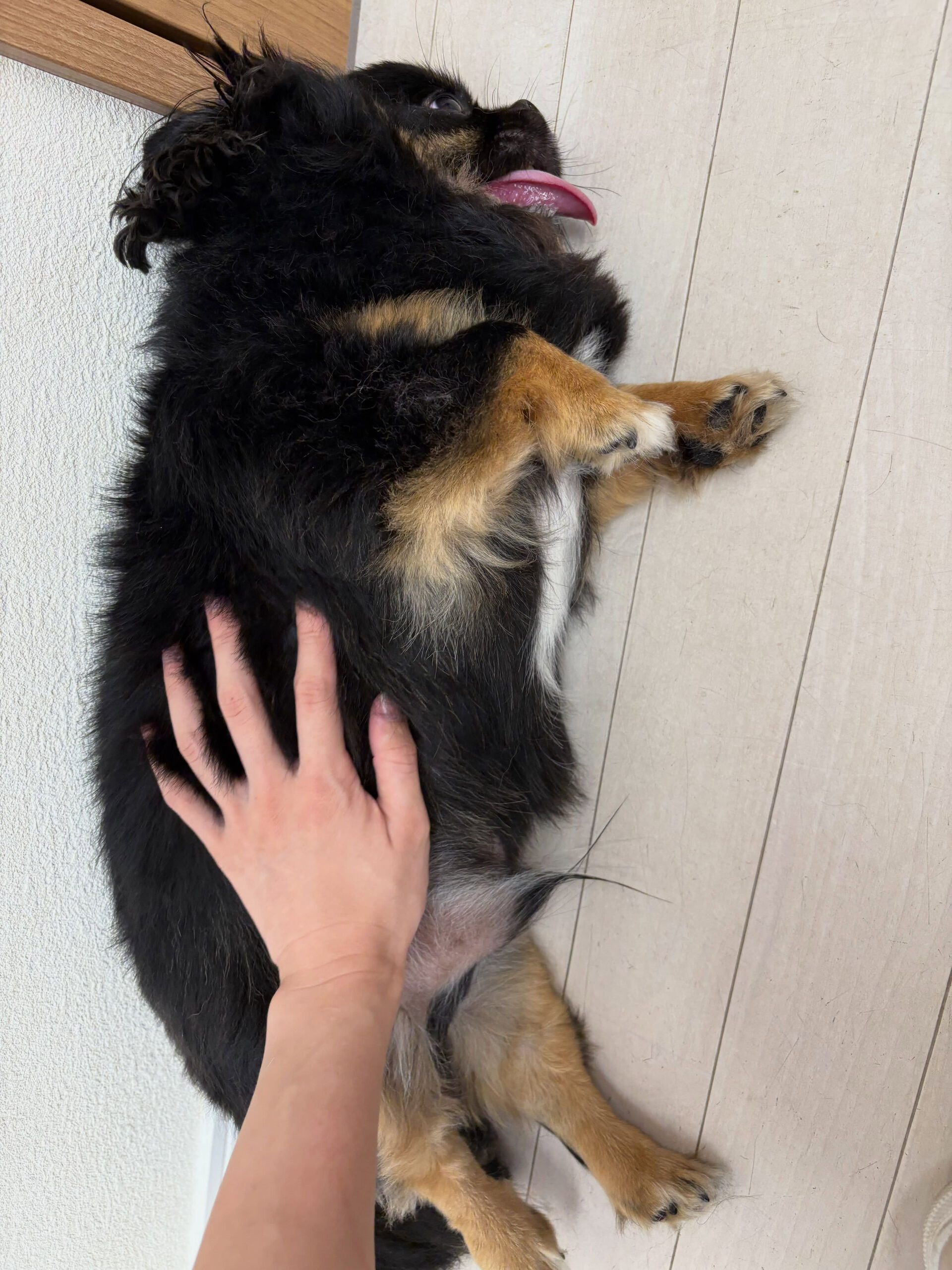チワワのなつ君