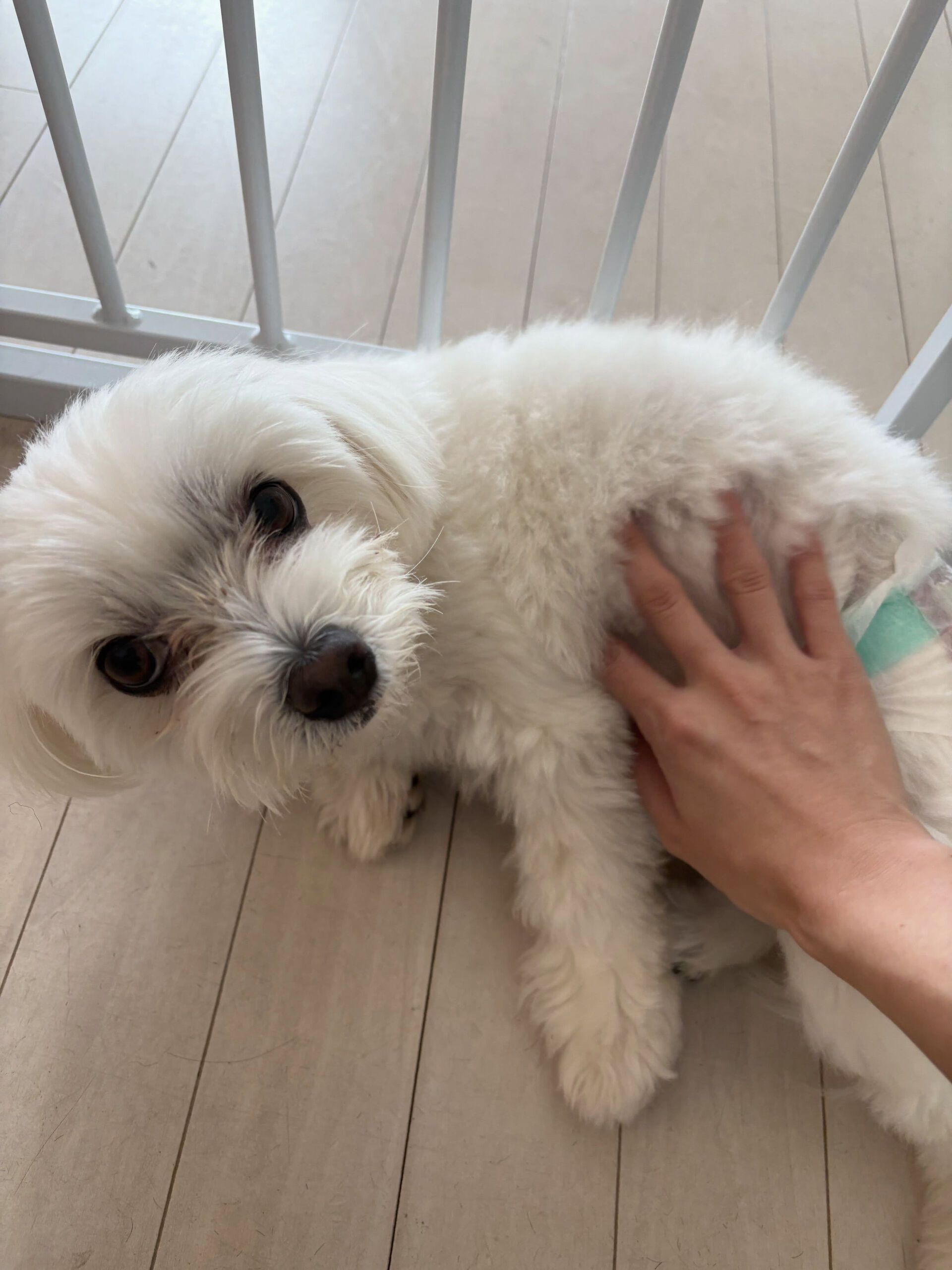 マルチーズのランちゃん