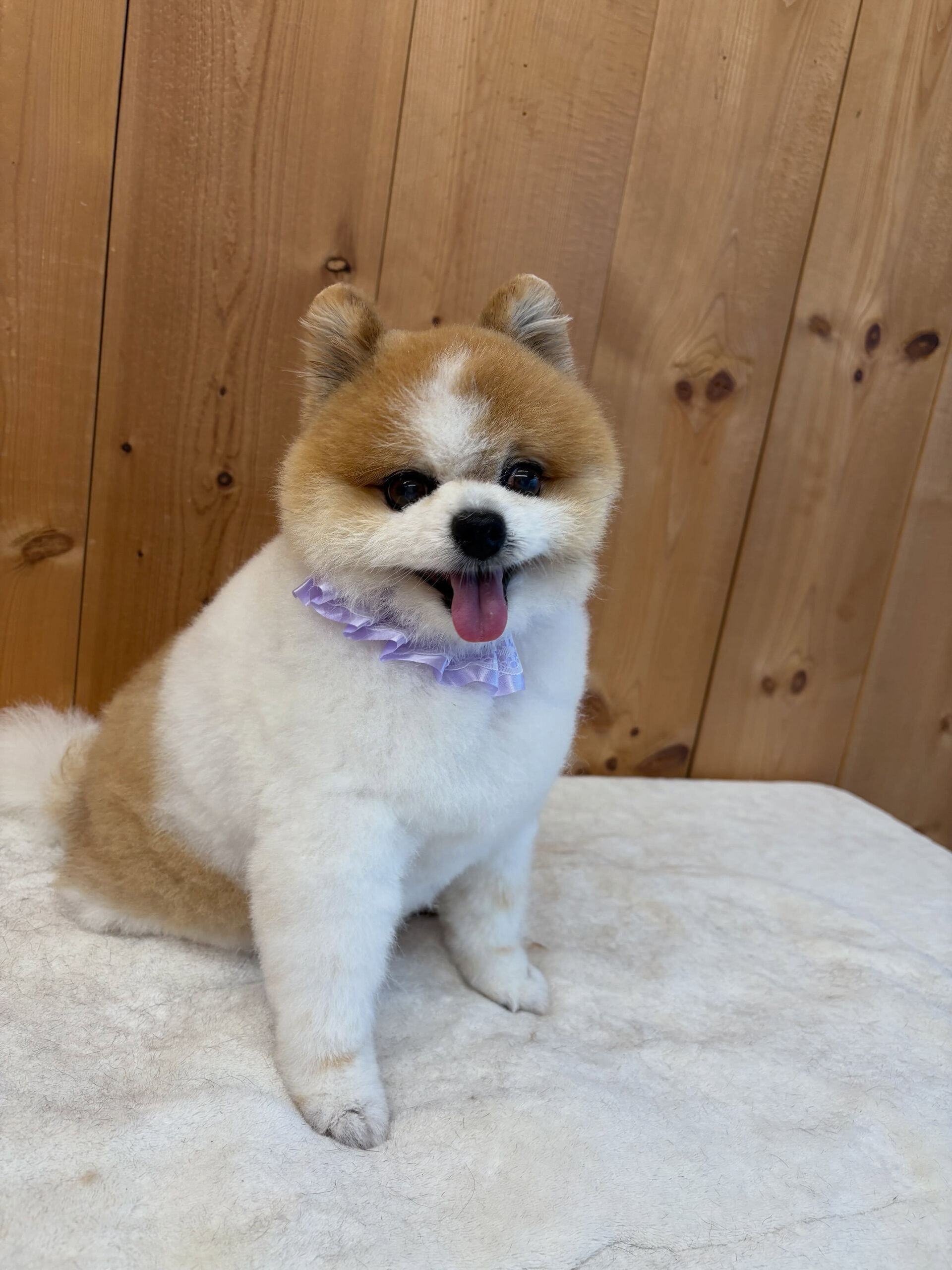 ポメラニアンのはなまるちゃん
