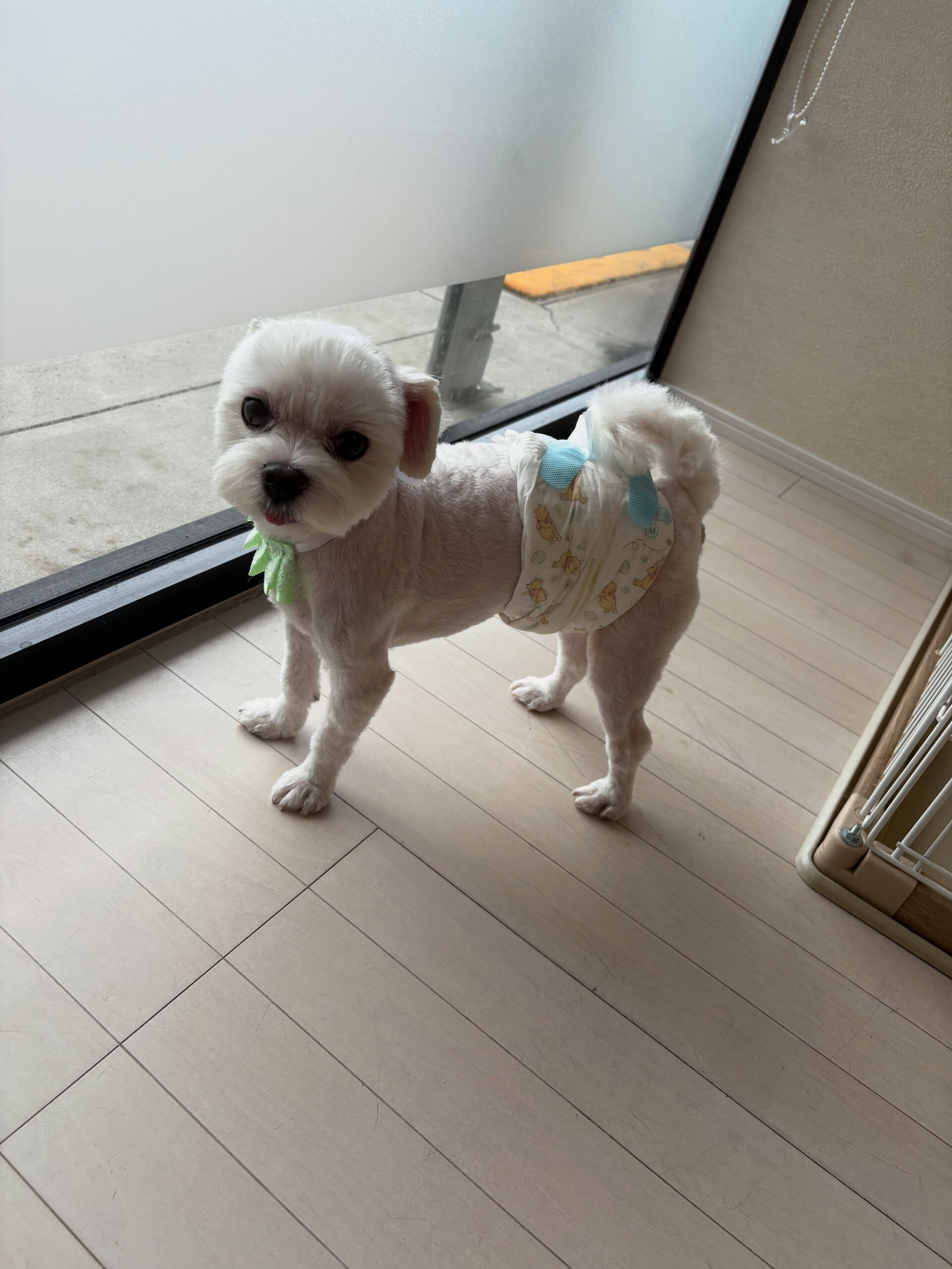 マルチーズのあずき君、こむぎ君