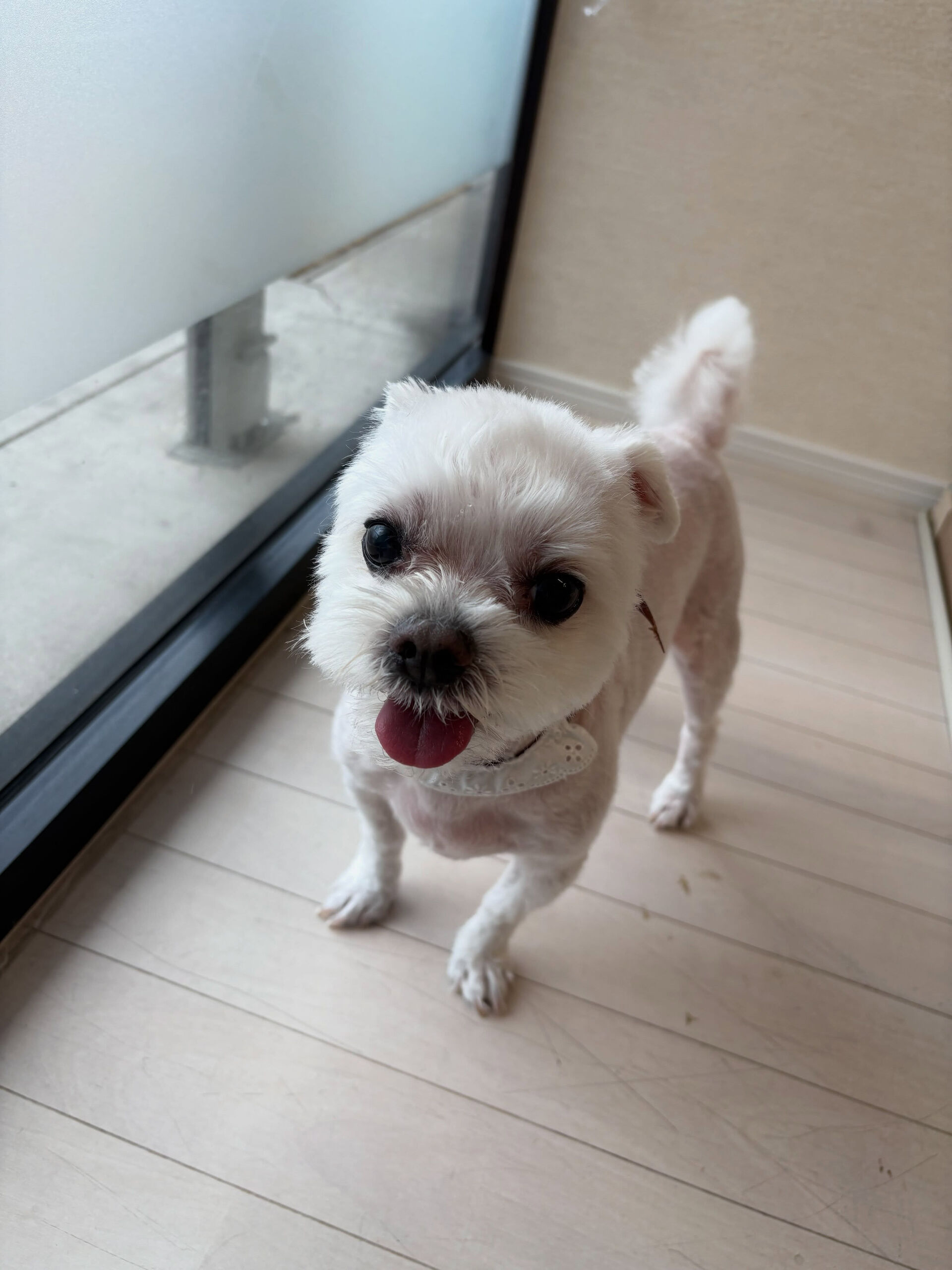 マルチーズのあずき君、こむぎ君