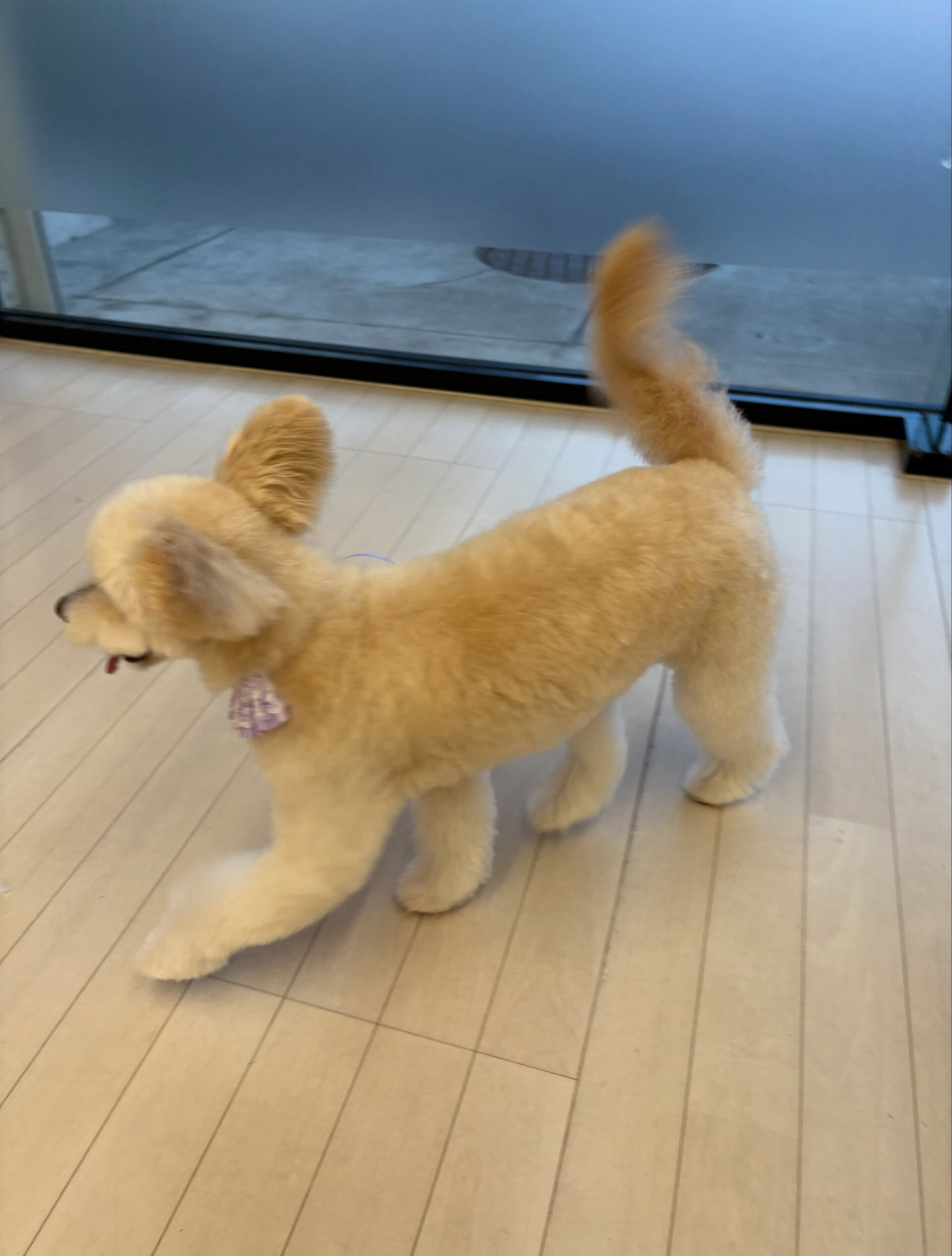 ミックスのもこちゃん