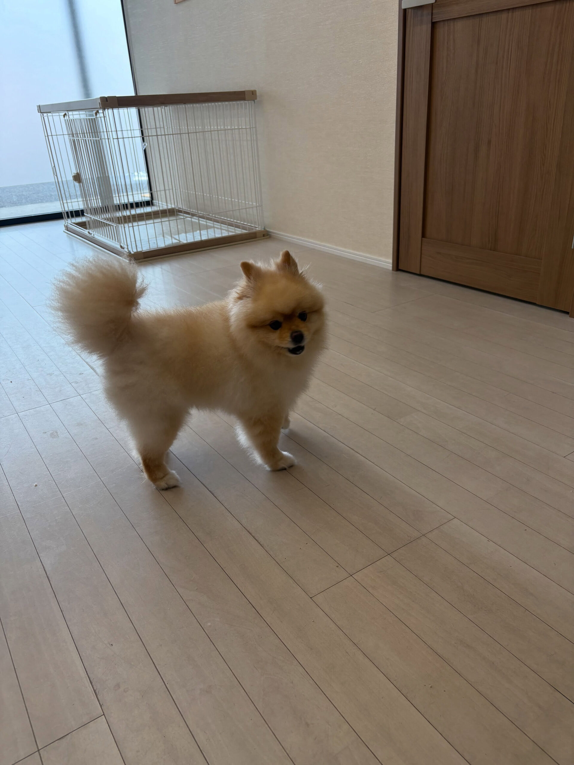 ポメラニアンのキラちゃん