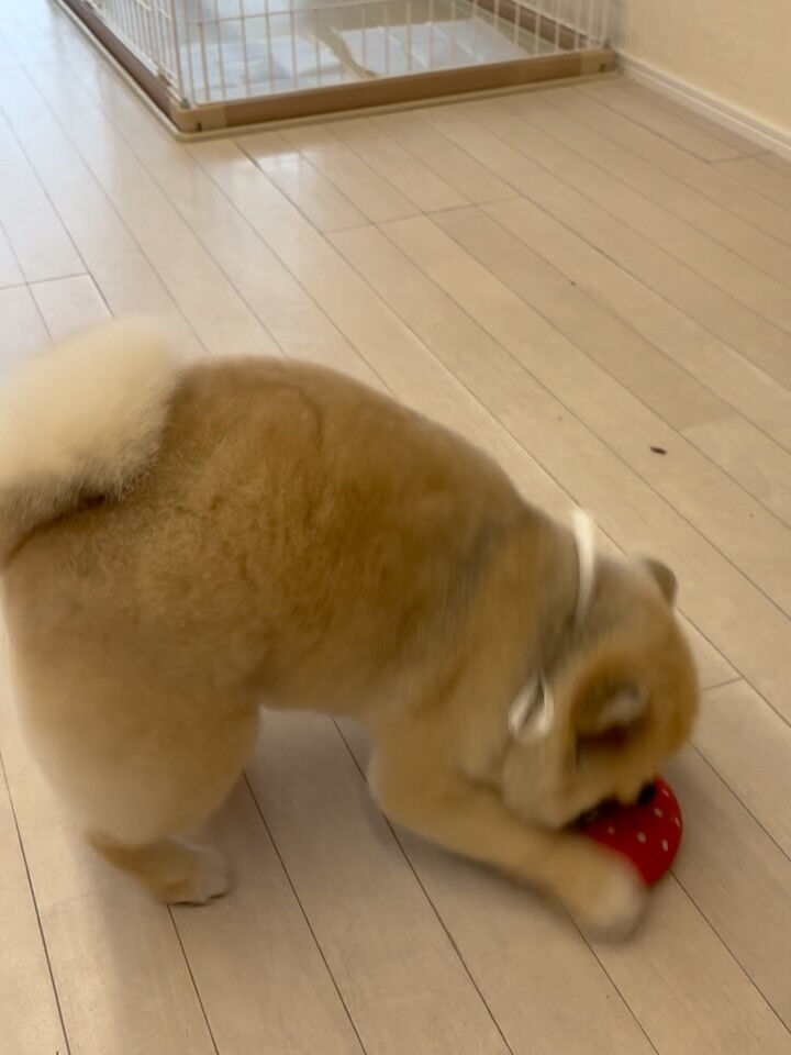ポメラニアンのまめ吉くん