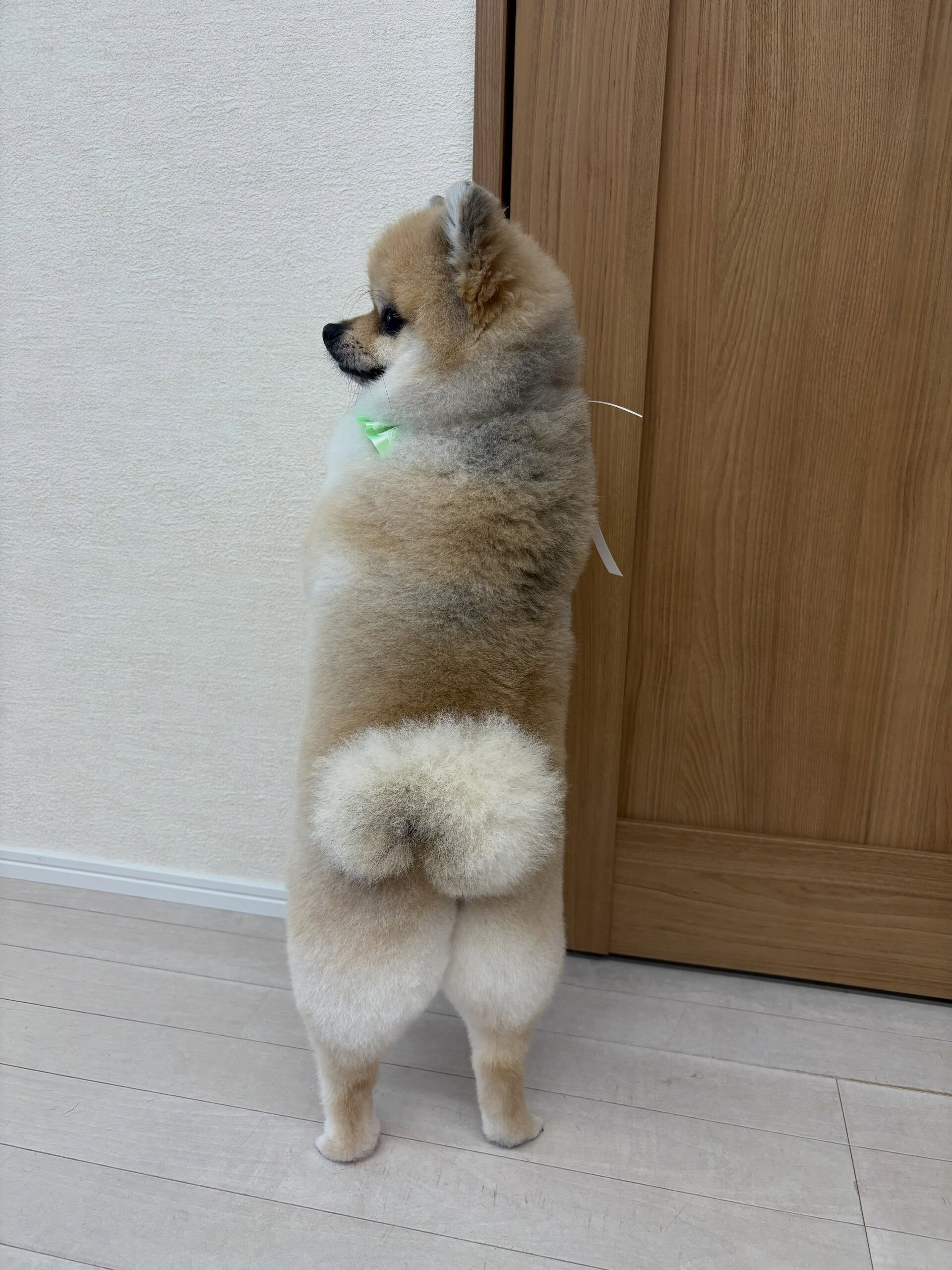 ポメラニアンのまめ吉くん