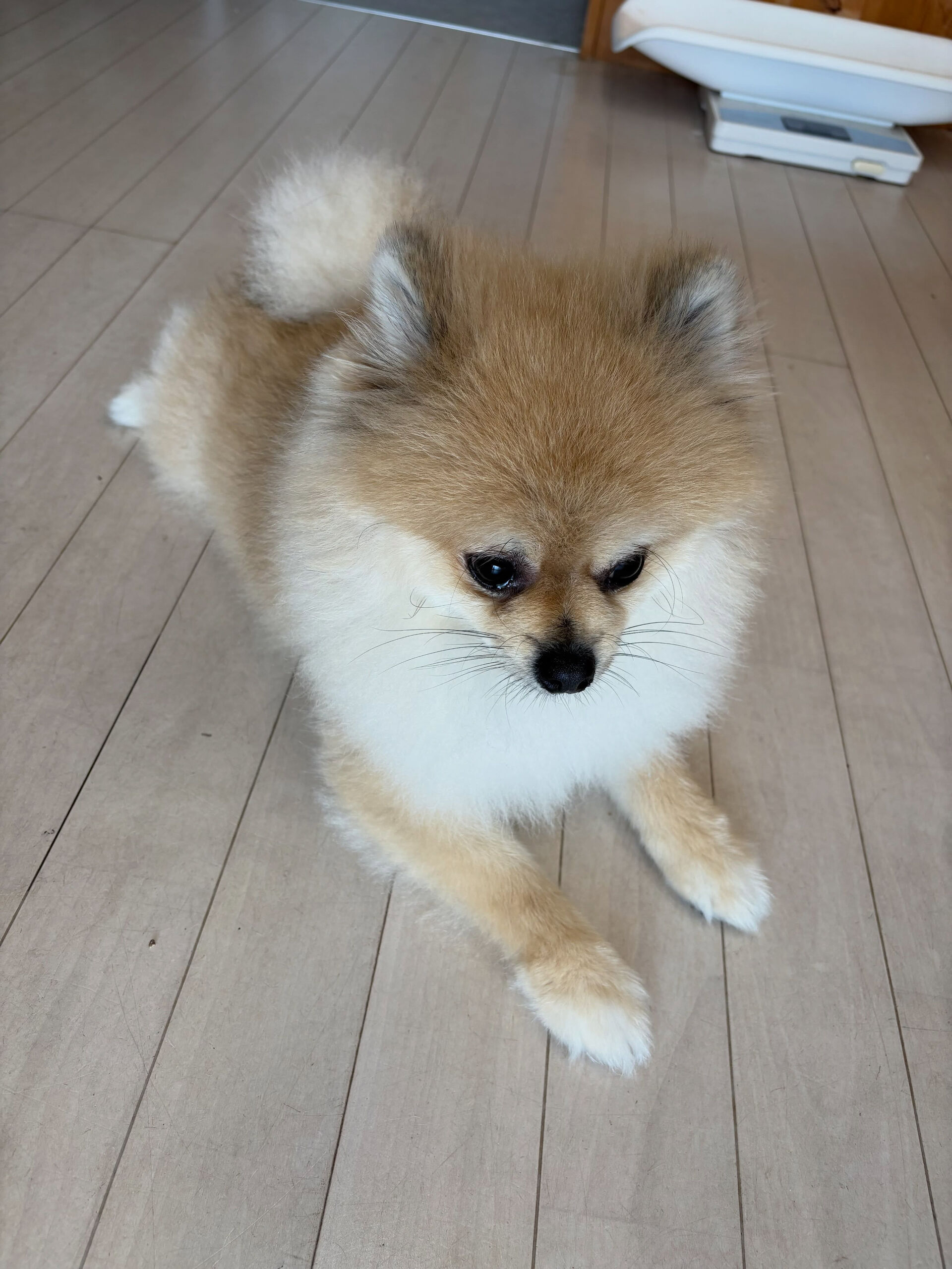 ポメラニアンのまめ吉くん