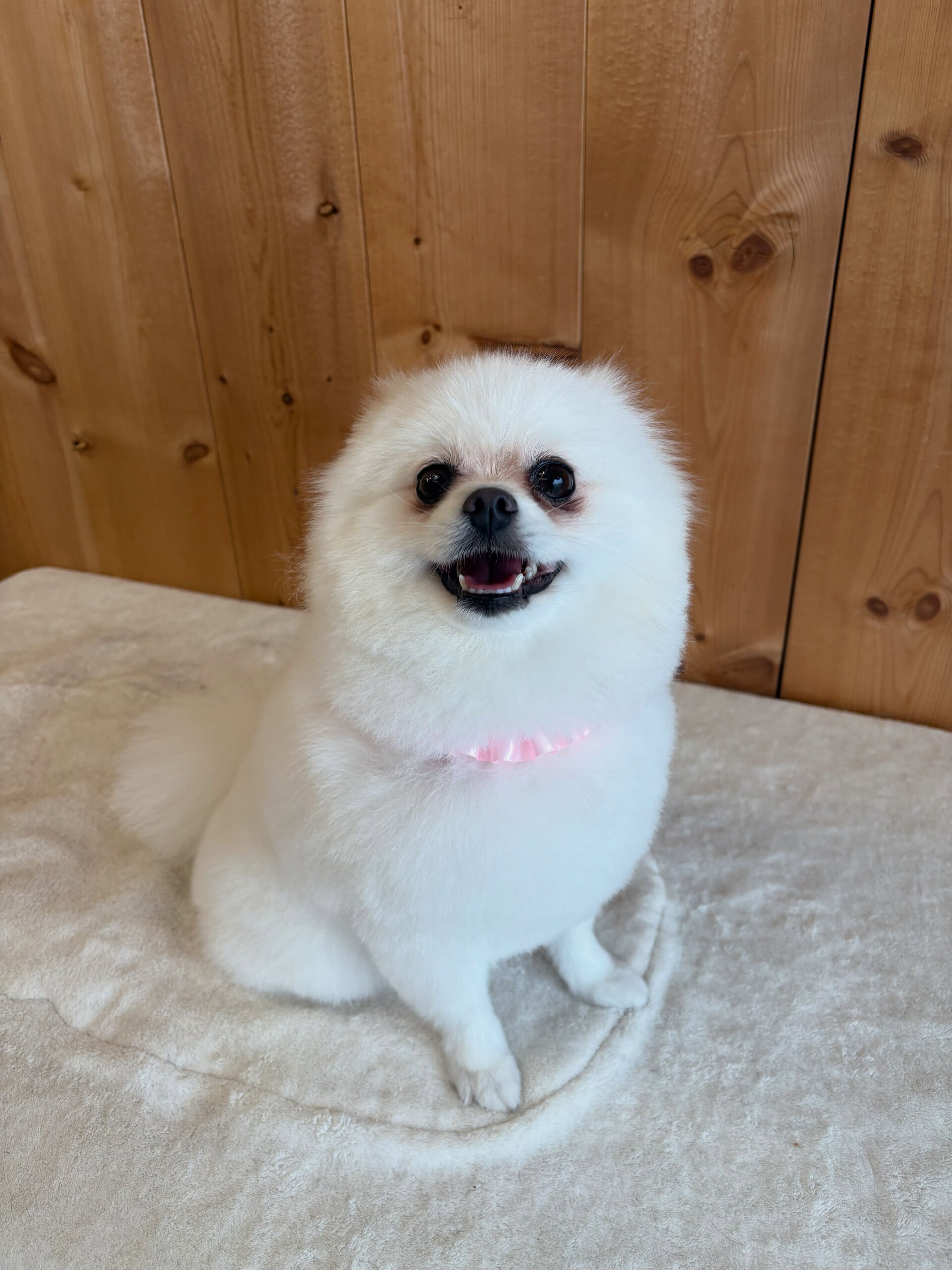 ポメラニアンのだんてちゃん