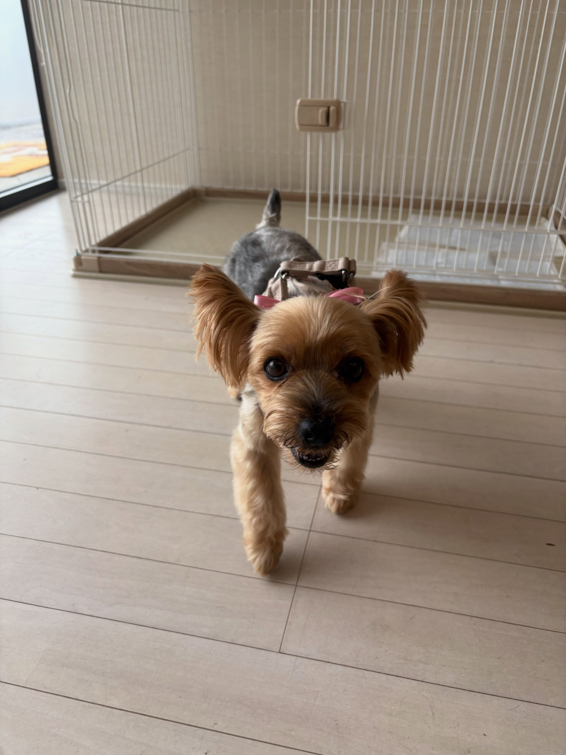 ヨークシャテリアのレイアちゃん