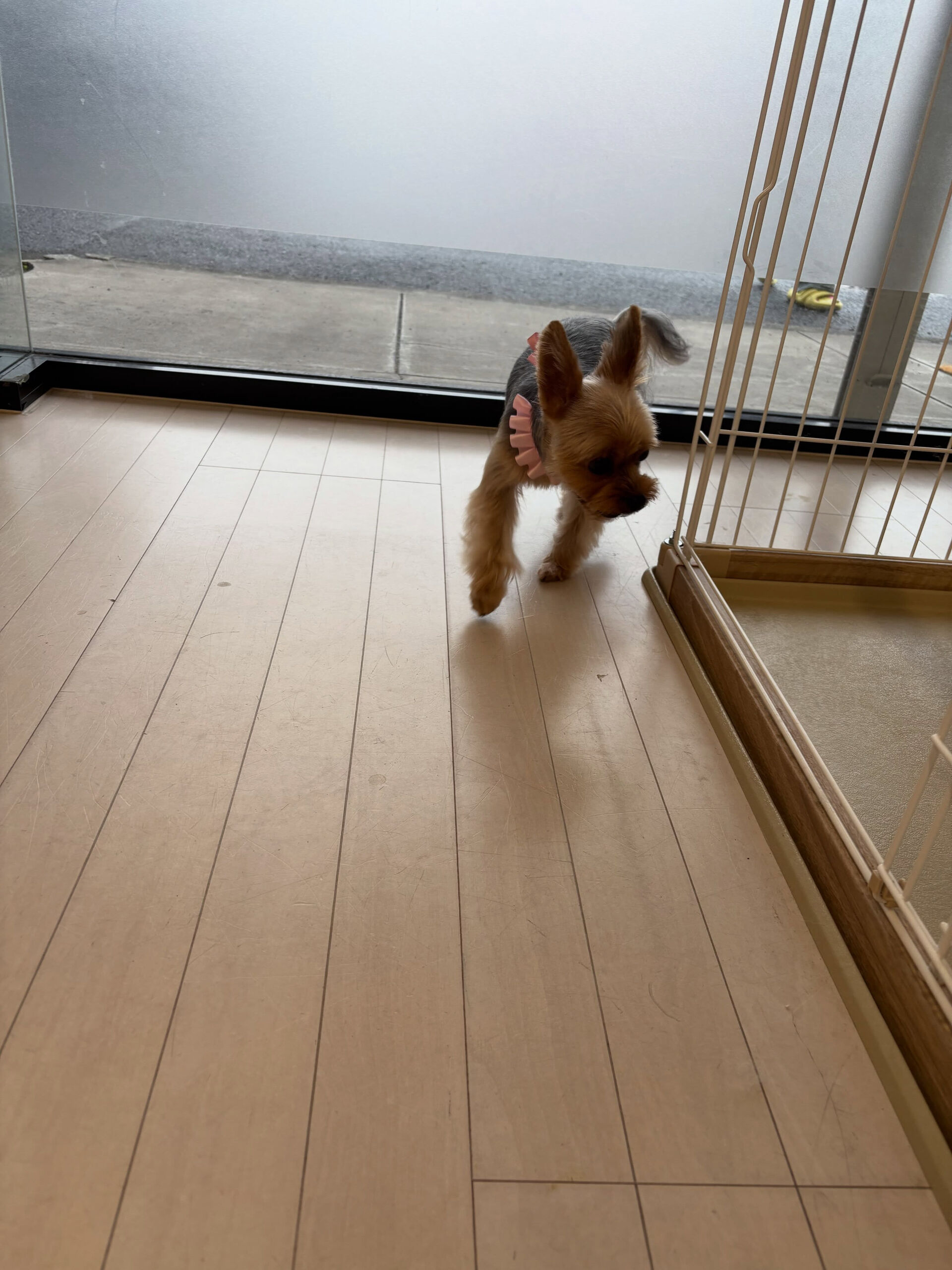 ヨークシャテリアのちくわちゃん