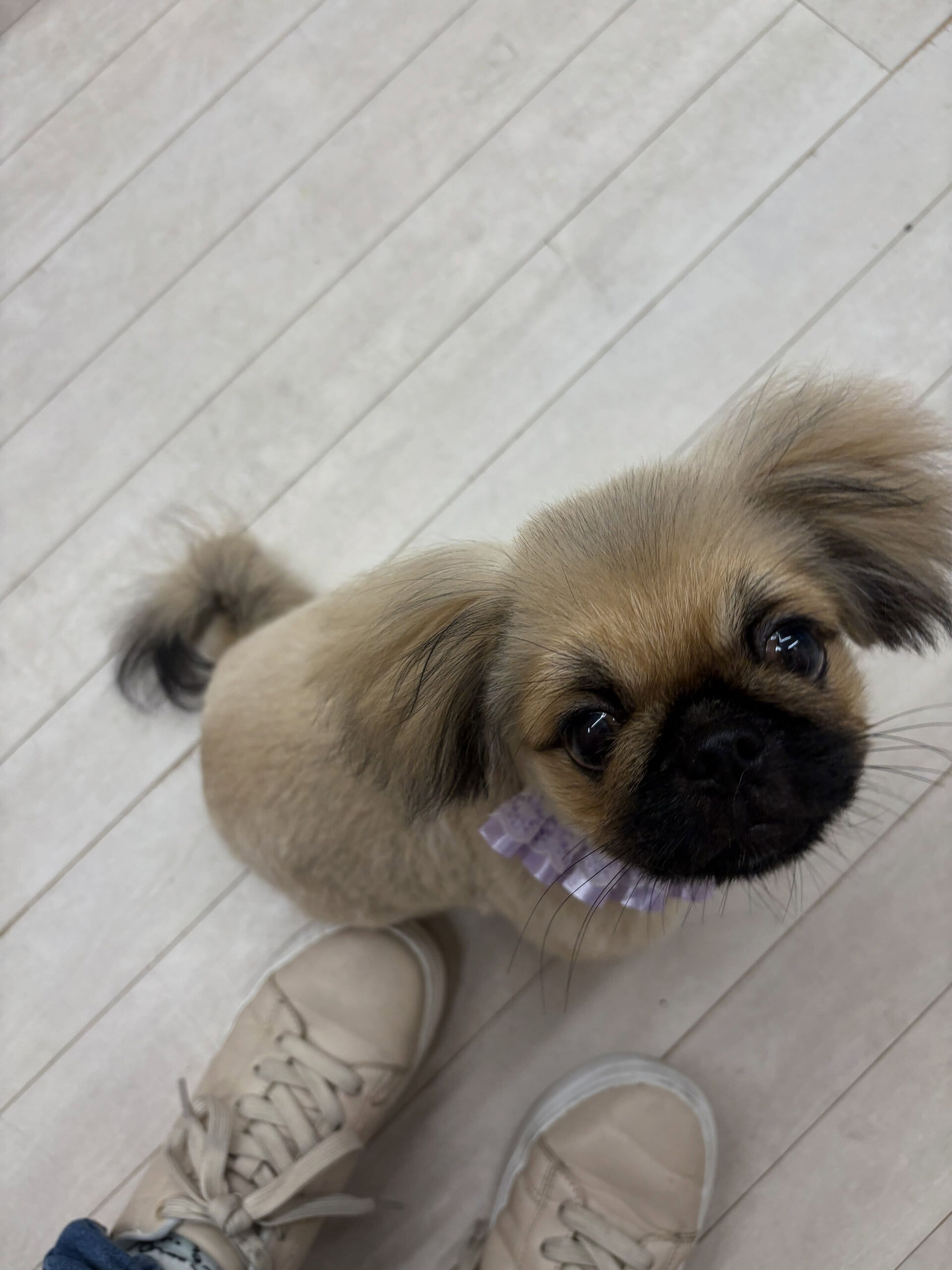 ペキニーズのおこげちゃん