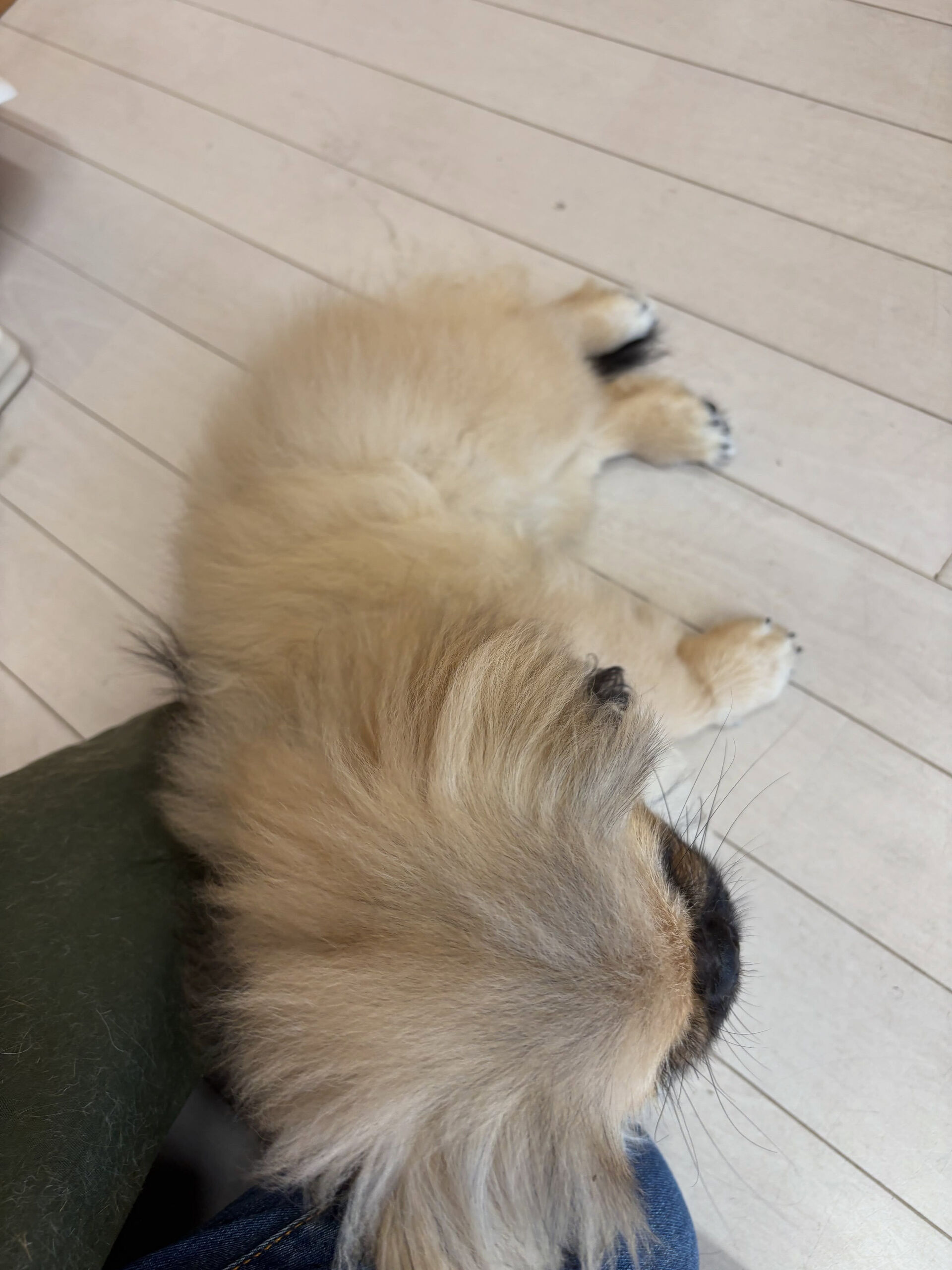 ペキニーズのおこげちゃん