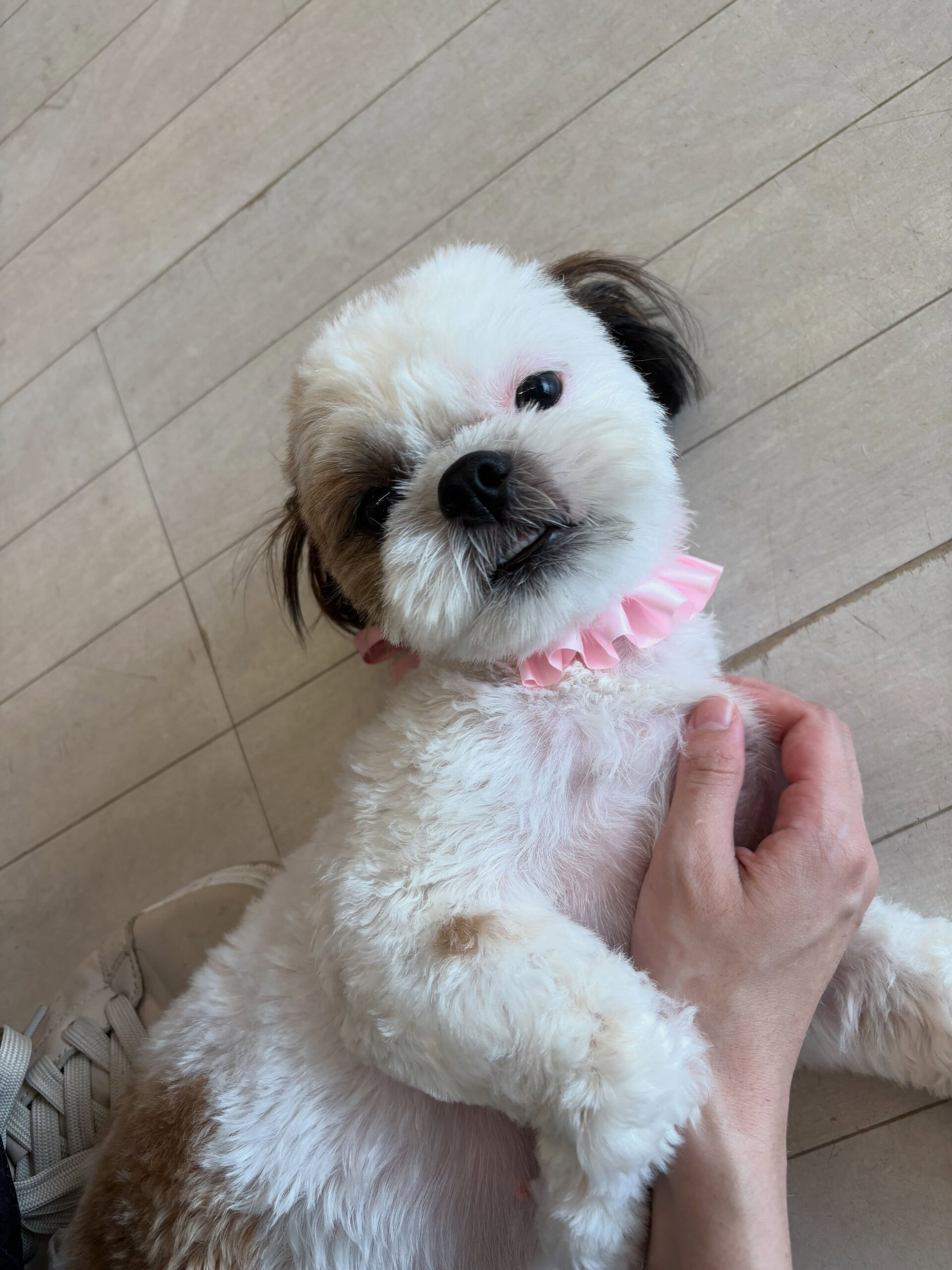 ミックスのぽむちゃん