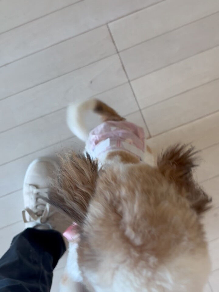 ミックスのぽむちゃん