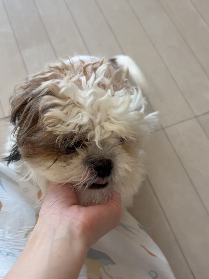 ミックスのぽむちゃん
