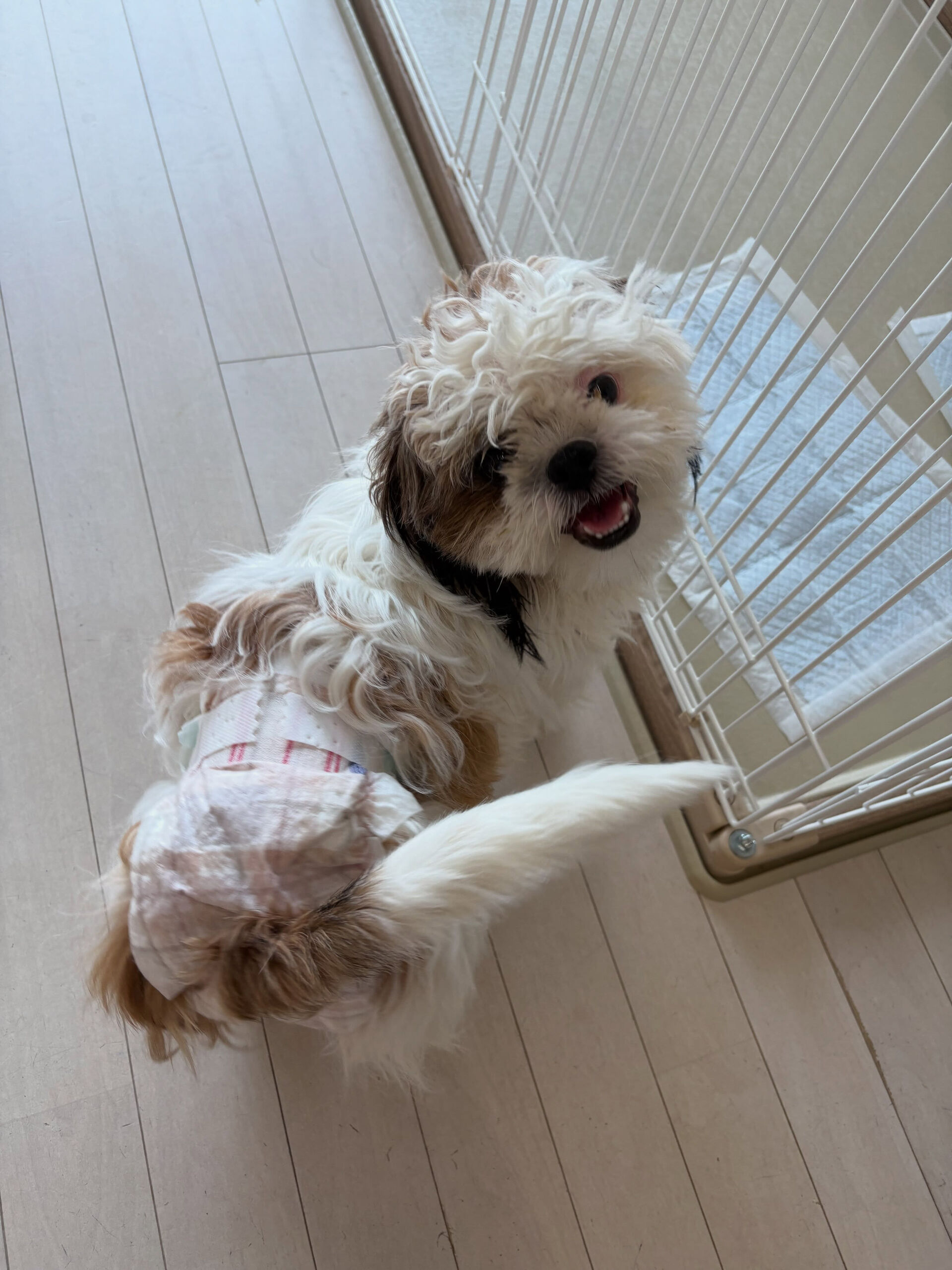 ミックスのぽむちゃん